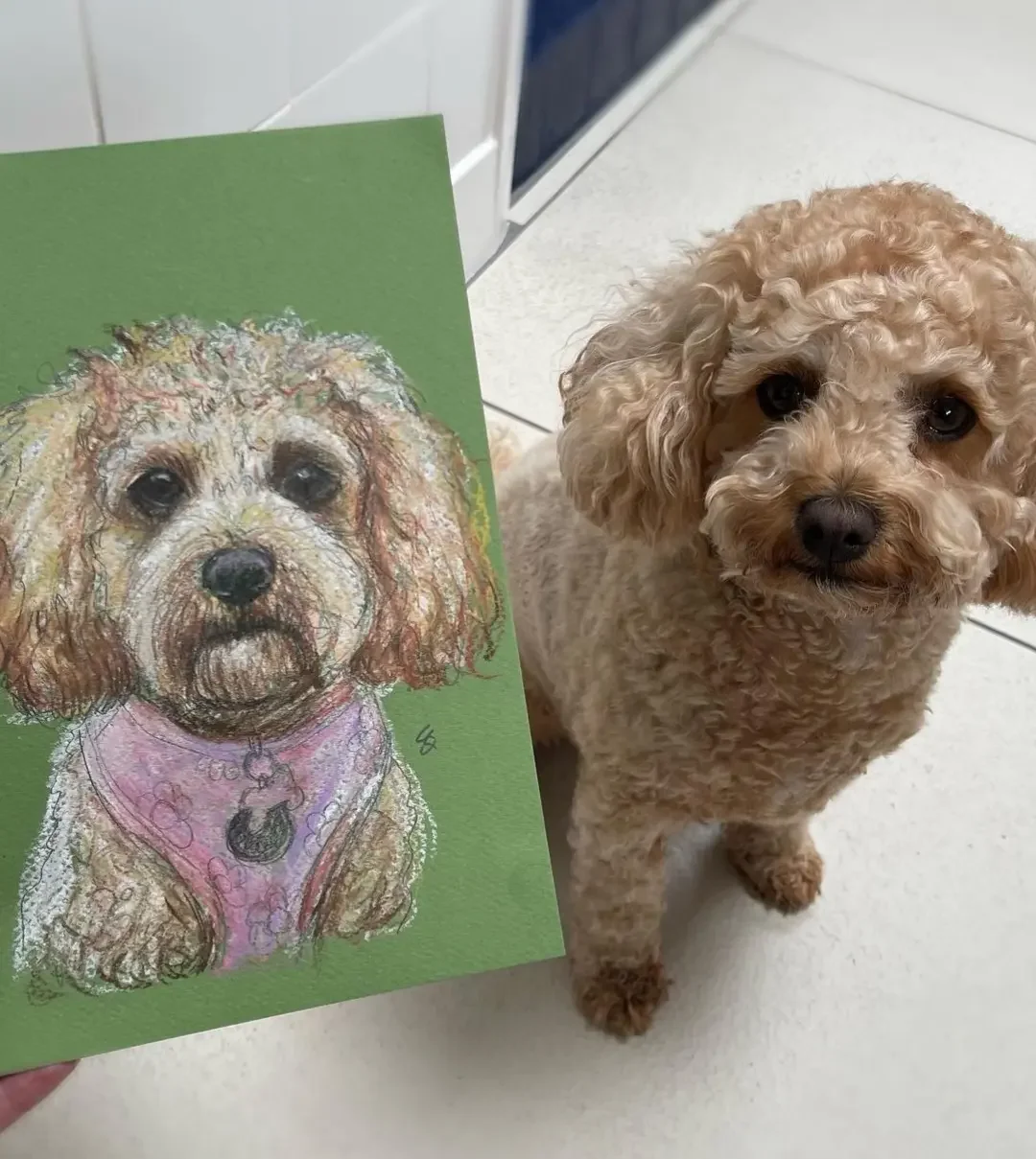 A small, curly-haired tan dog looking up at the camera, next to a piece of green paper with a colorful drawing of the same dog.
