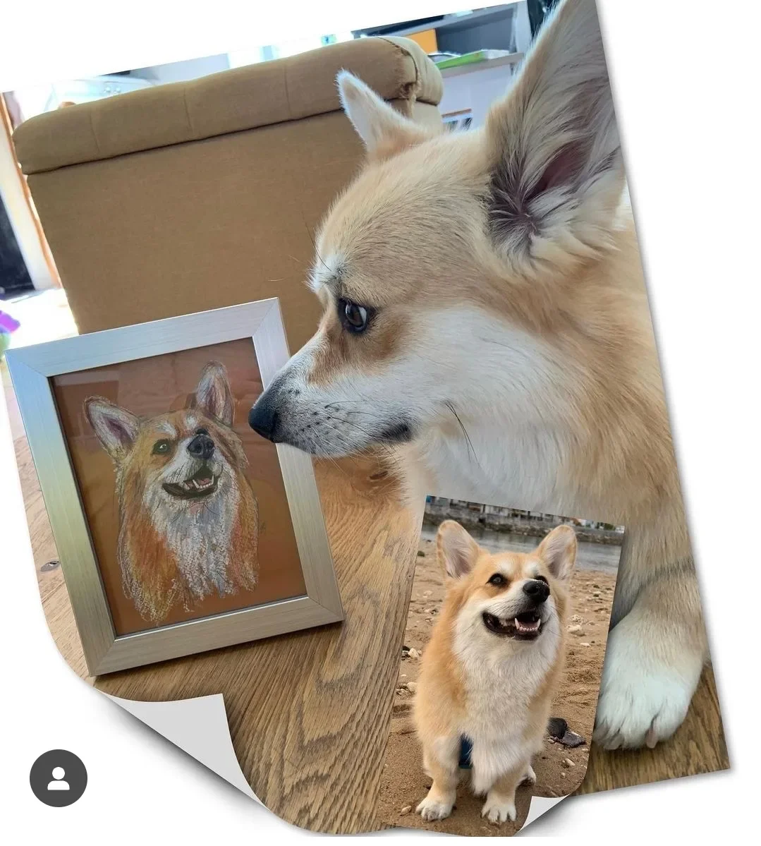 A real Pembroke Welsh Corgi dog looking at a framed drawing of the same dog and a photograph of the same dog on a beach.