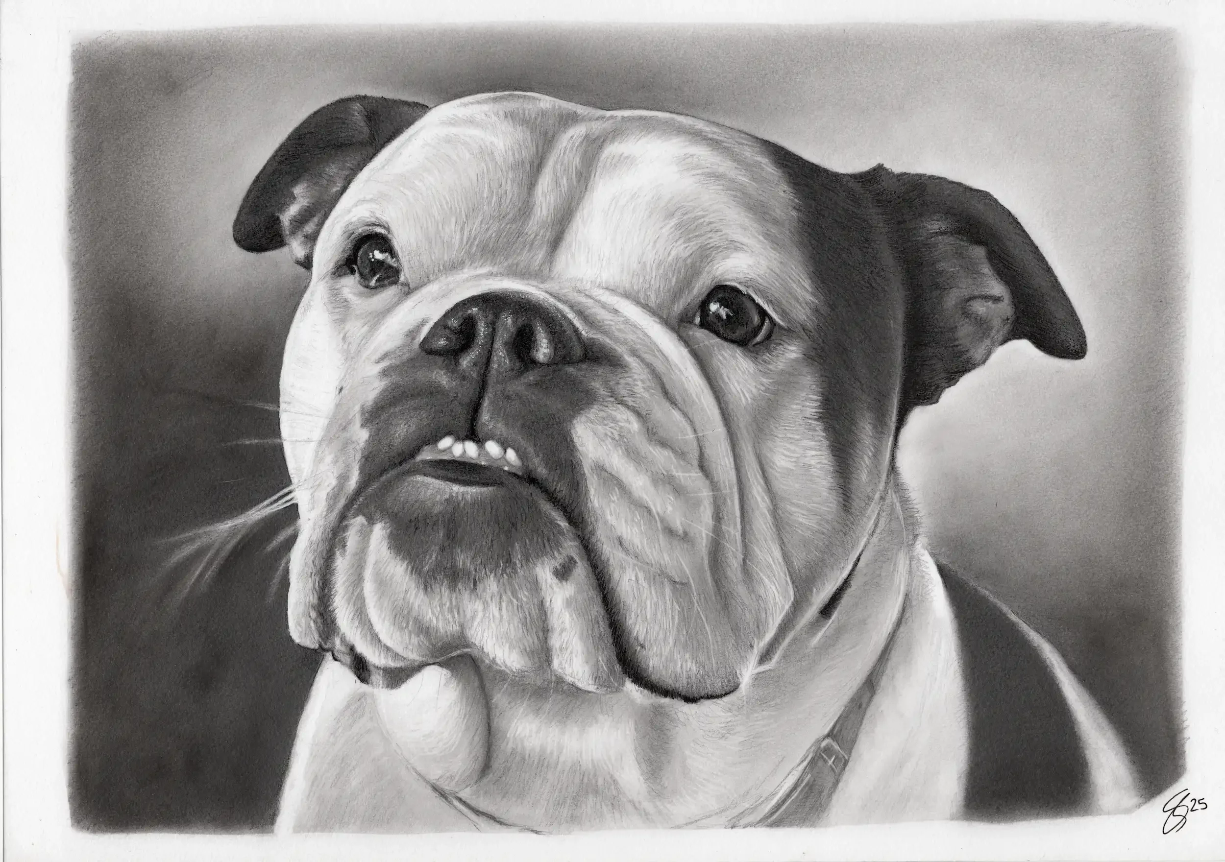 A landscape orientation graphite pencil portrait of an English Bulldog - entirely in black and white. The dog is mostly white, with a black patch over each ear, and a black splodge on her snoot. She has an underbite of five small teeth.