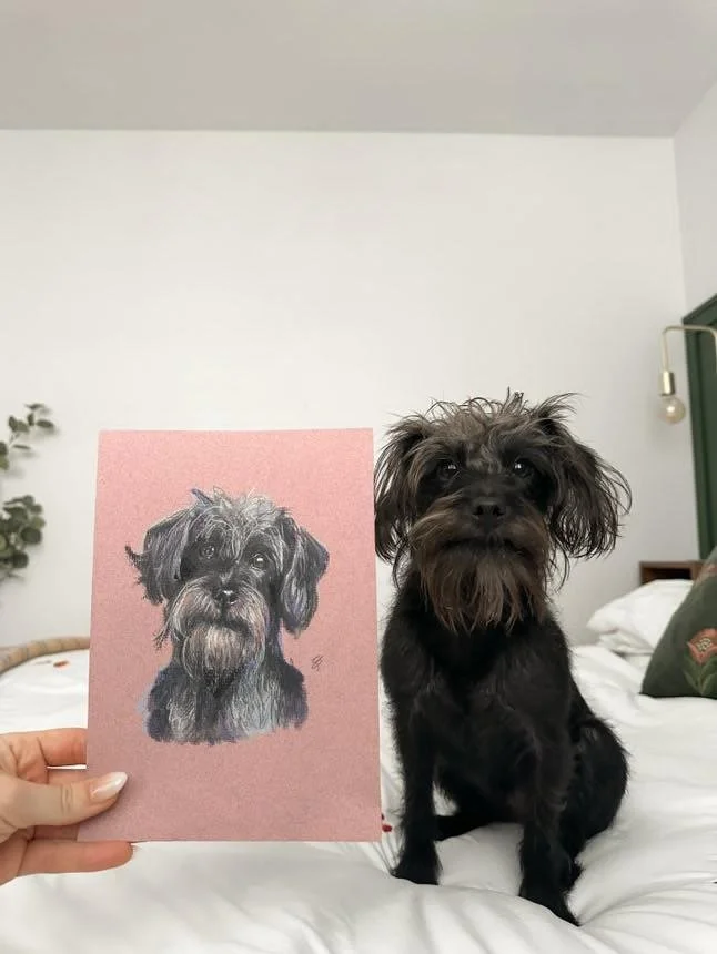 A black dog with a scruffy face sitting on a bed next to a pink portrait of itself.