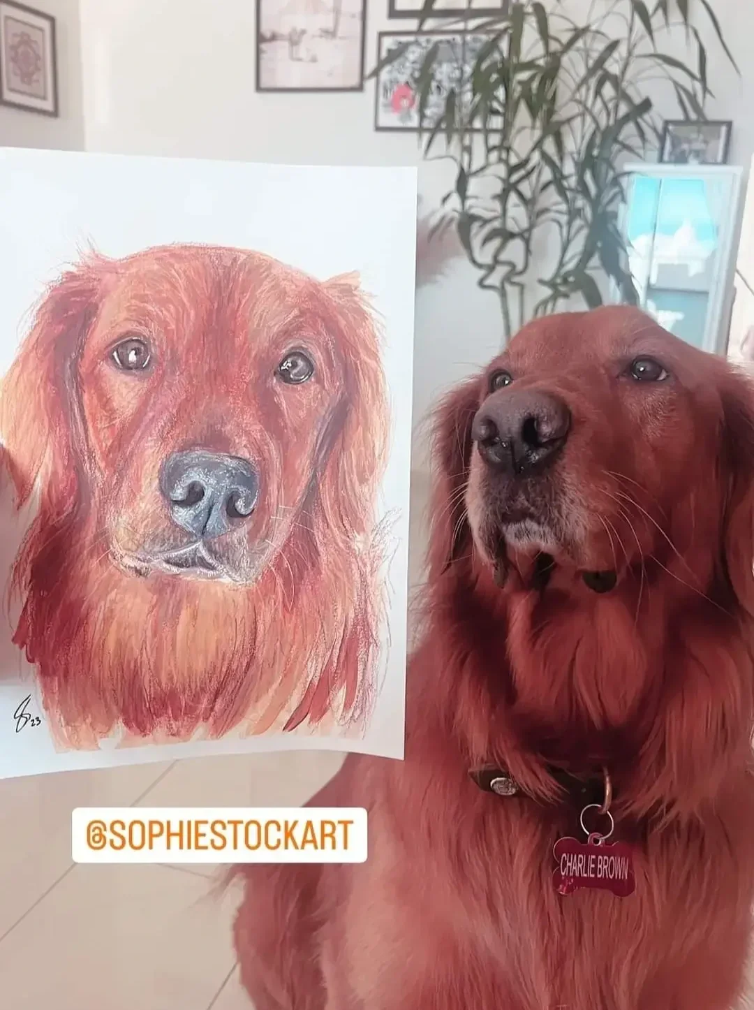 A real red retriever dog sitting next to a drawing of a red retriever, with an indoor background including a plant and framed pictures on the wall. Charley-Brown, A4 Playful Pawtrait, Qatar. 