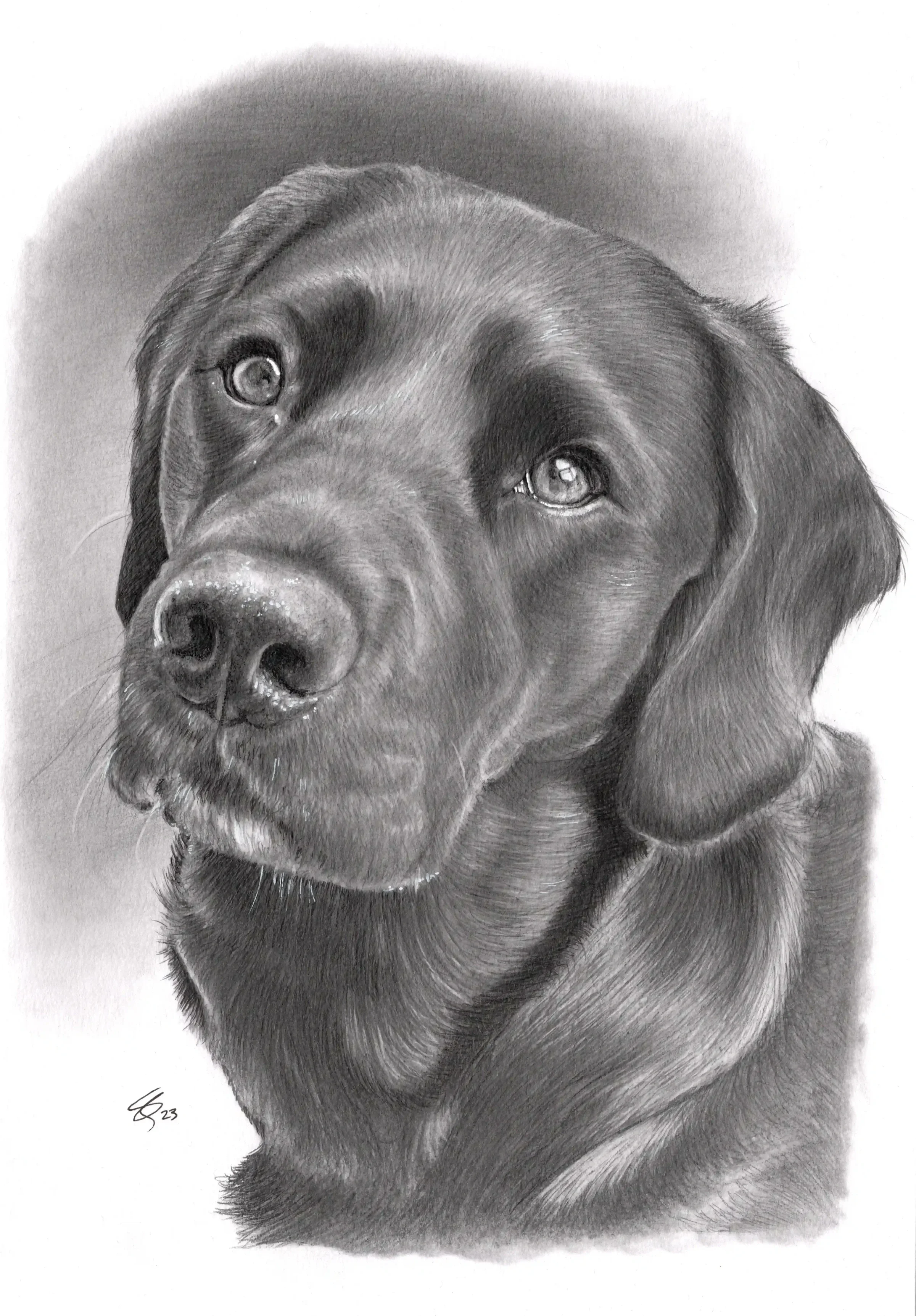 A detailed pencil drawing of a black Labrador Retriever dog.