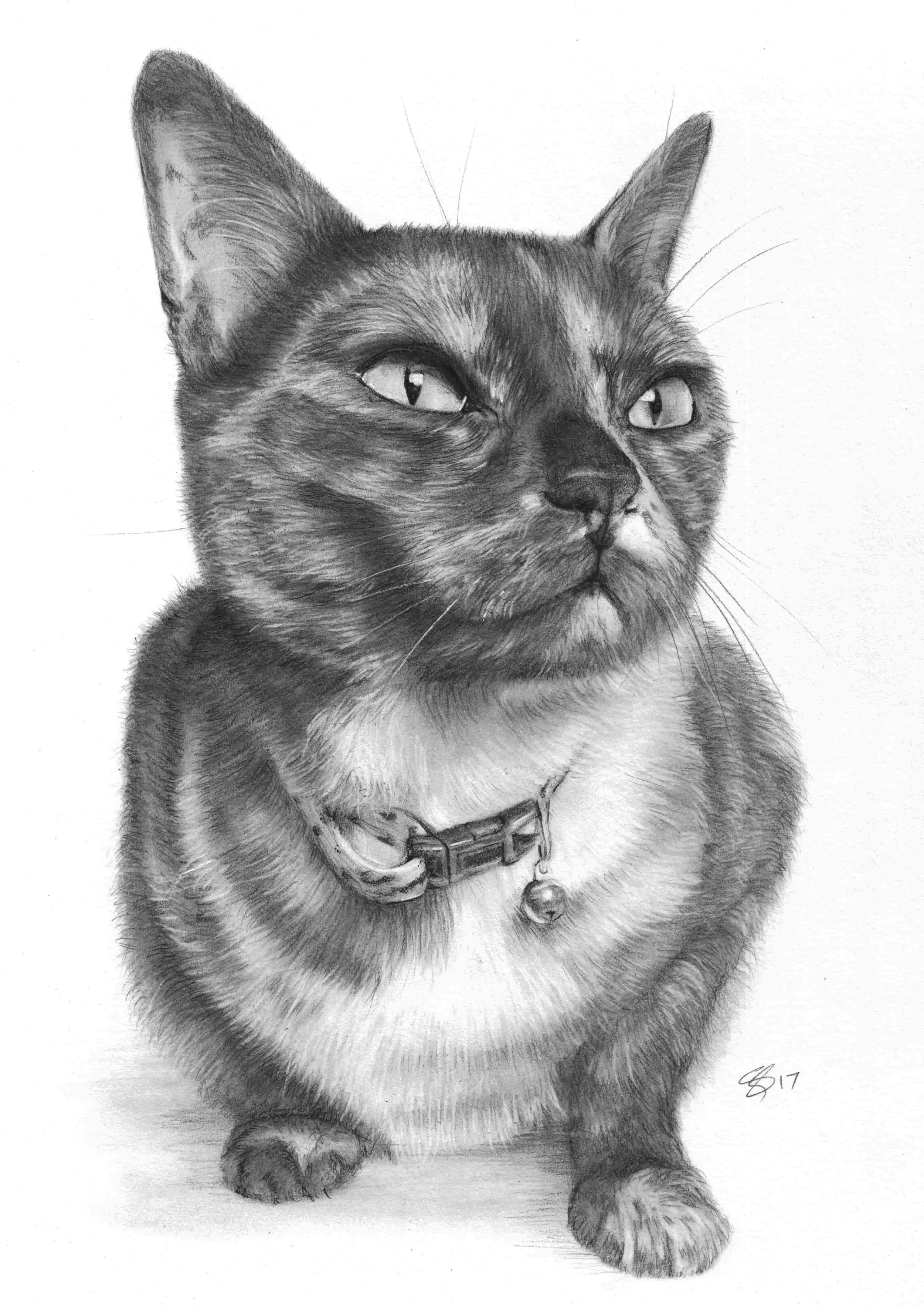 Amy Harrison PRINTABLE.jpg