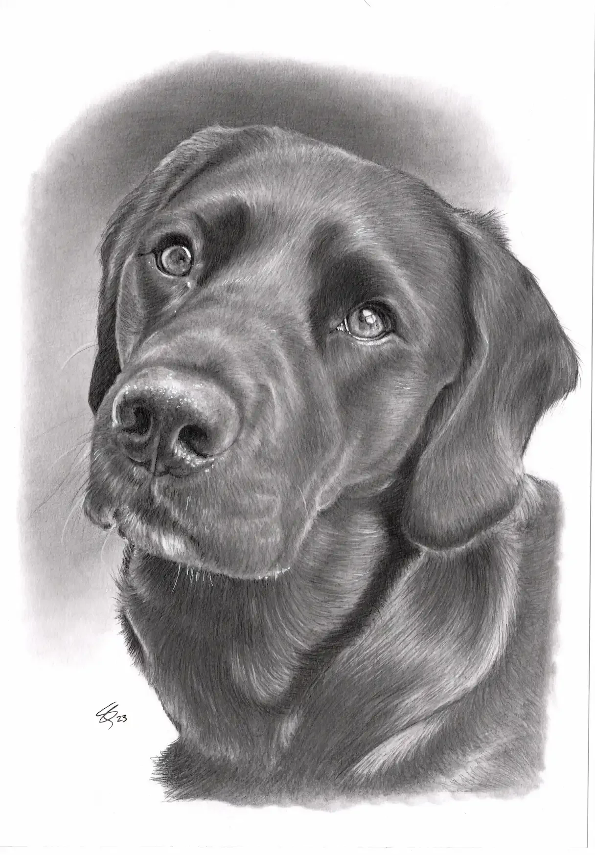 Graphite Pet Portrait - Maggie the Springador on A4 Size - from £110