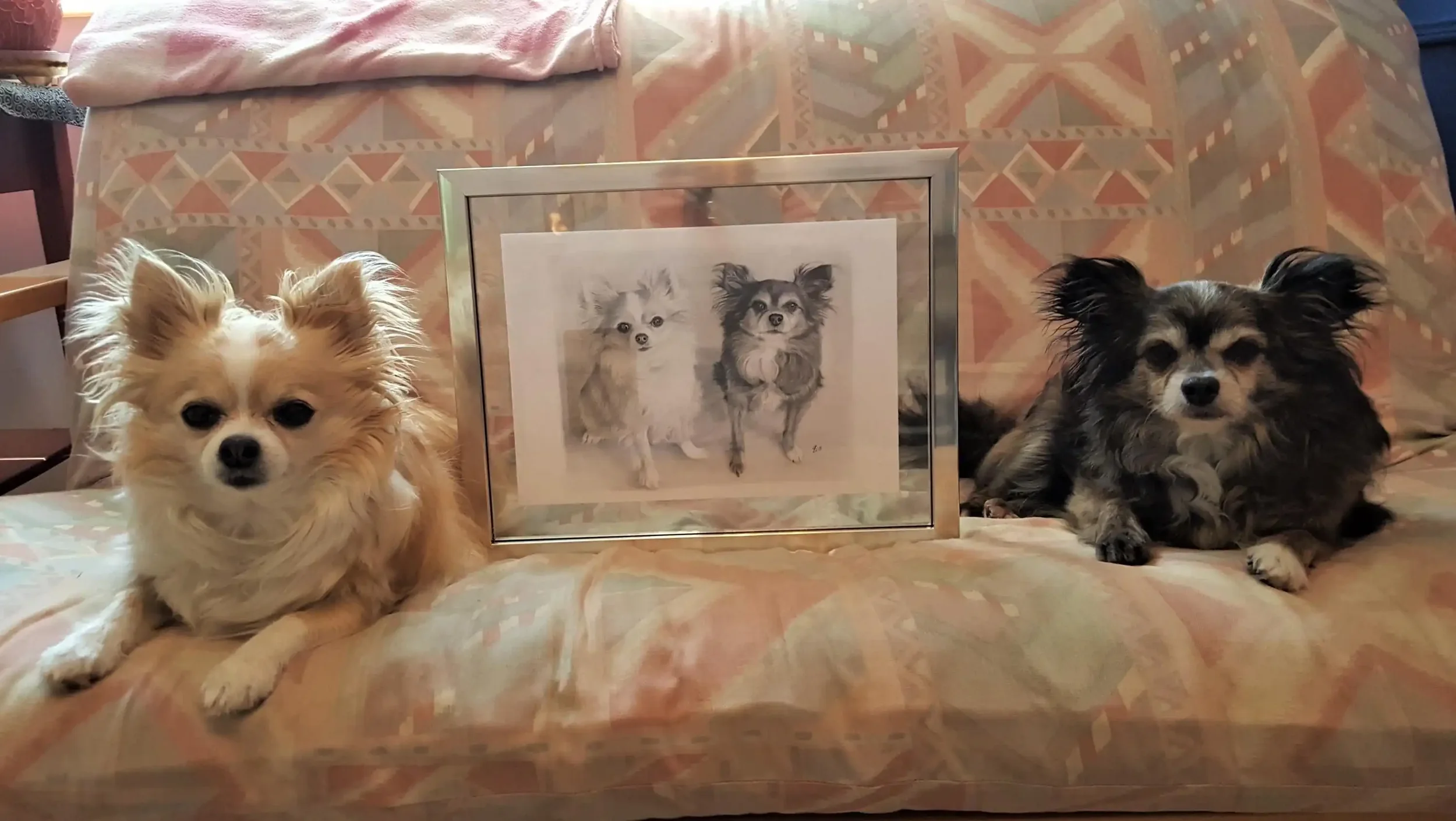 Two small dogs, one with light tan and white fur and the other with dark grey and black fur, sitting on a patterned couch. Between them is a framed realistic graphite portrait of the two of them, by Cheshire based artist Sophie Stock Art.