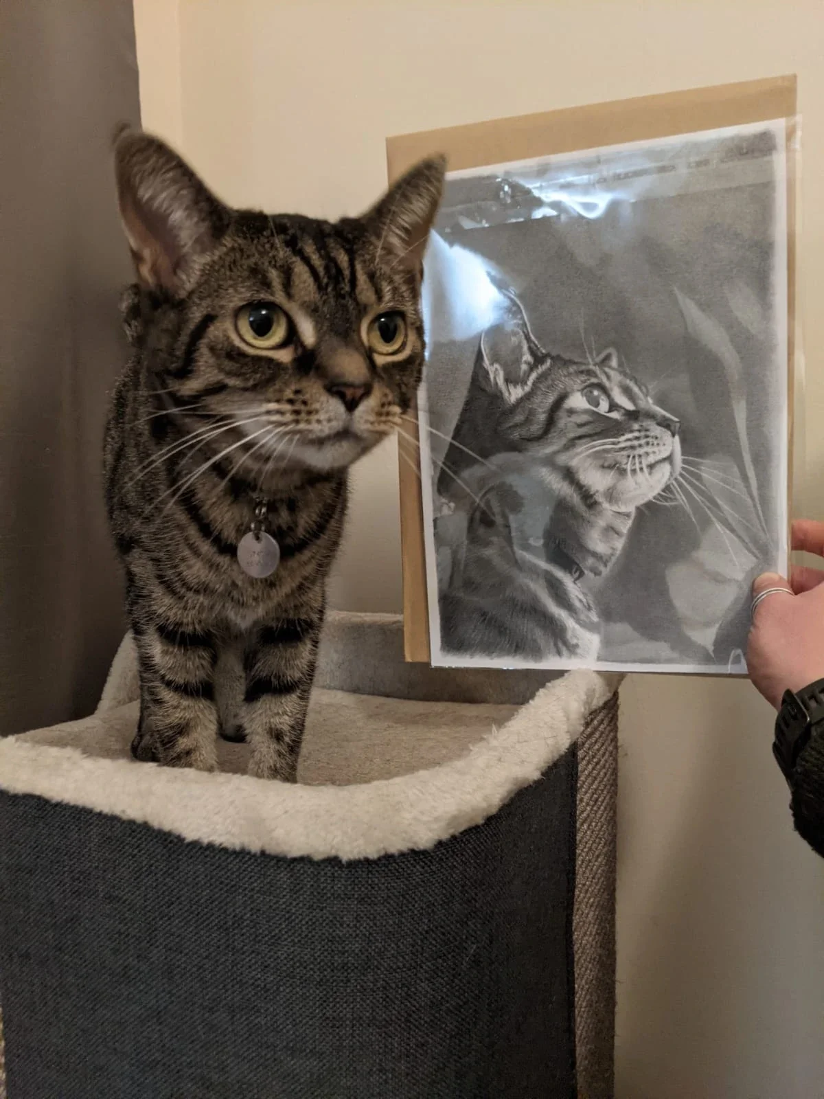 A tabby cat standing on a cat tree next to a framed black-and-white drawing of the same cat. Ambi, A4 Graphite, by Sophie Stock Art.