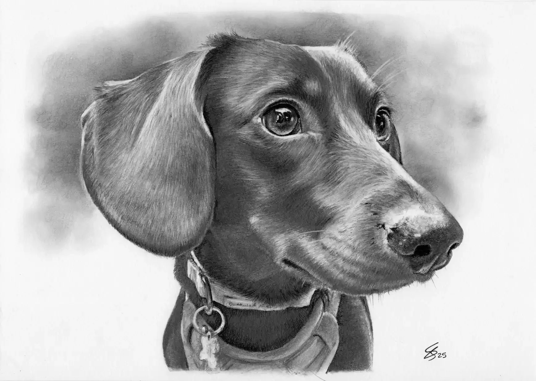 A detailed black and white graphite pencil drawing of a dog, a dachshund named Bramble, with soulful eyes, floppy ears, and wearing a collar with a tag.
