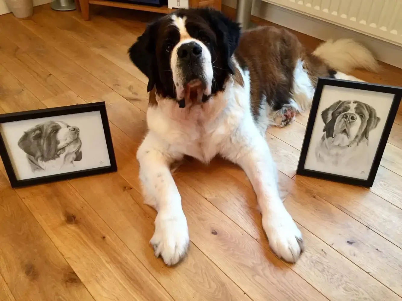 A Saint Bernard dog lying on a wooden floor, flanked by two framed black-and-white drawings of the same dog.