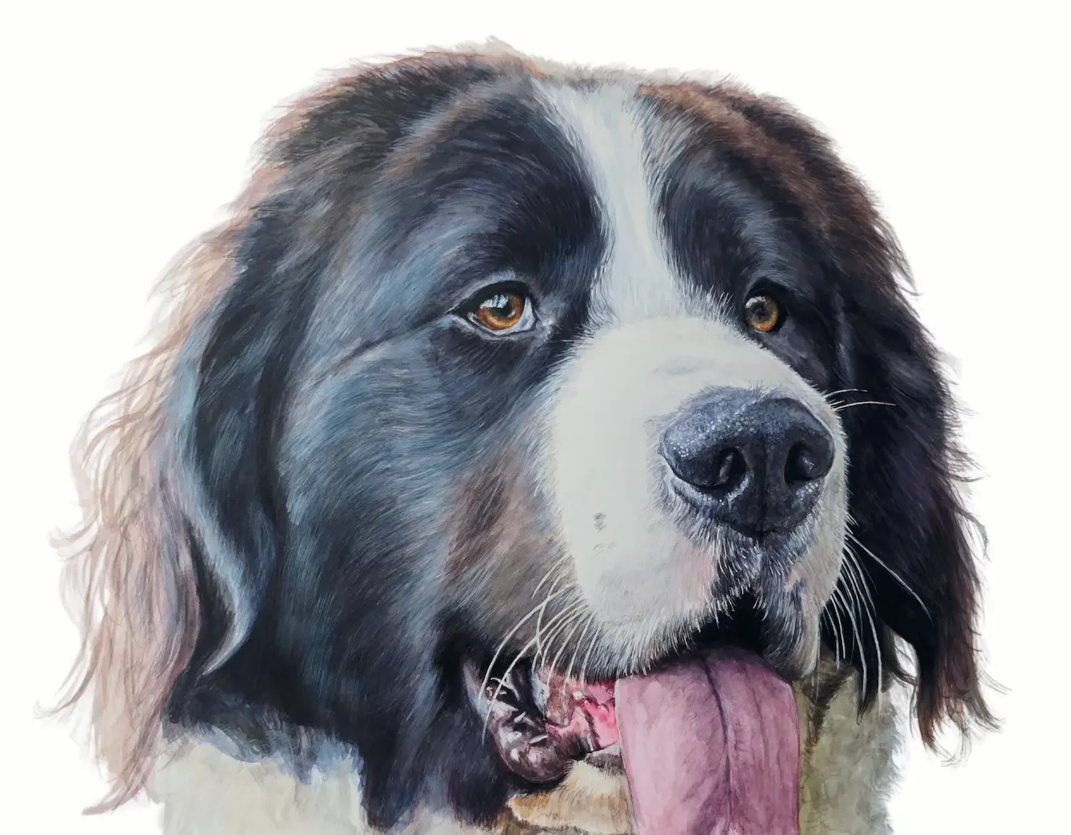 Photorealistic watercolour painting of a large black and white belgian mountain dog, with golden eyes, a pink tongue hanging out, and long fur.