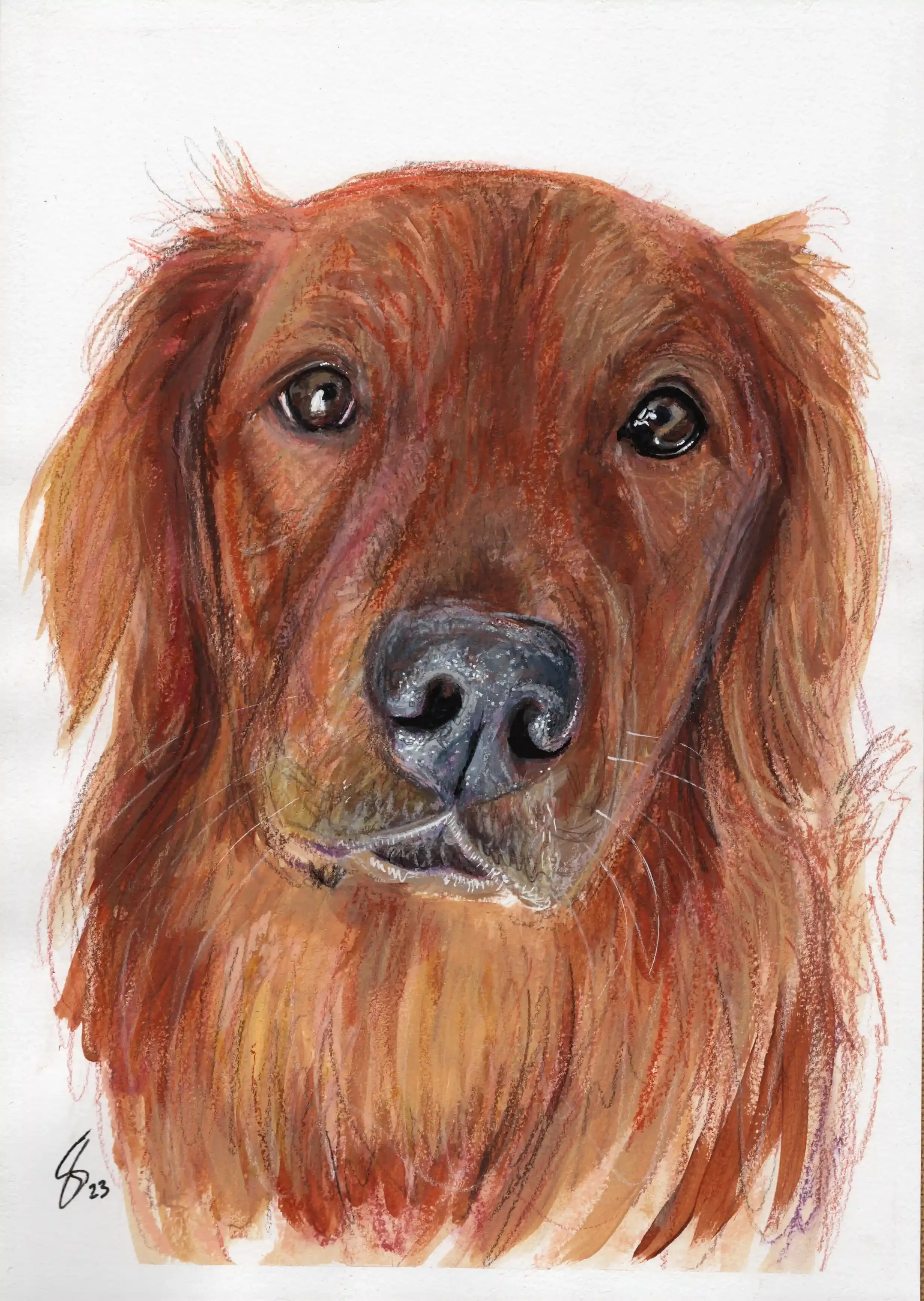 23 CharlieBrown (Qatar) A4 Playful Pawtrait.webp