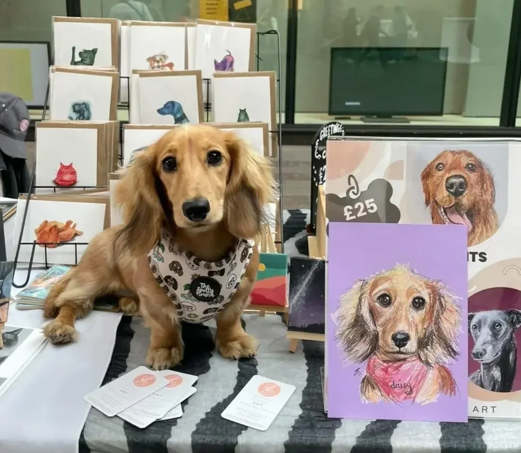 A cute golden long haired Dachshund with long ears, sitting on a table, in front of a display of colourful animal-themed greeting cards. She is posing next to a colourful chalk portrait of herself, on lilac coloured paper.