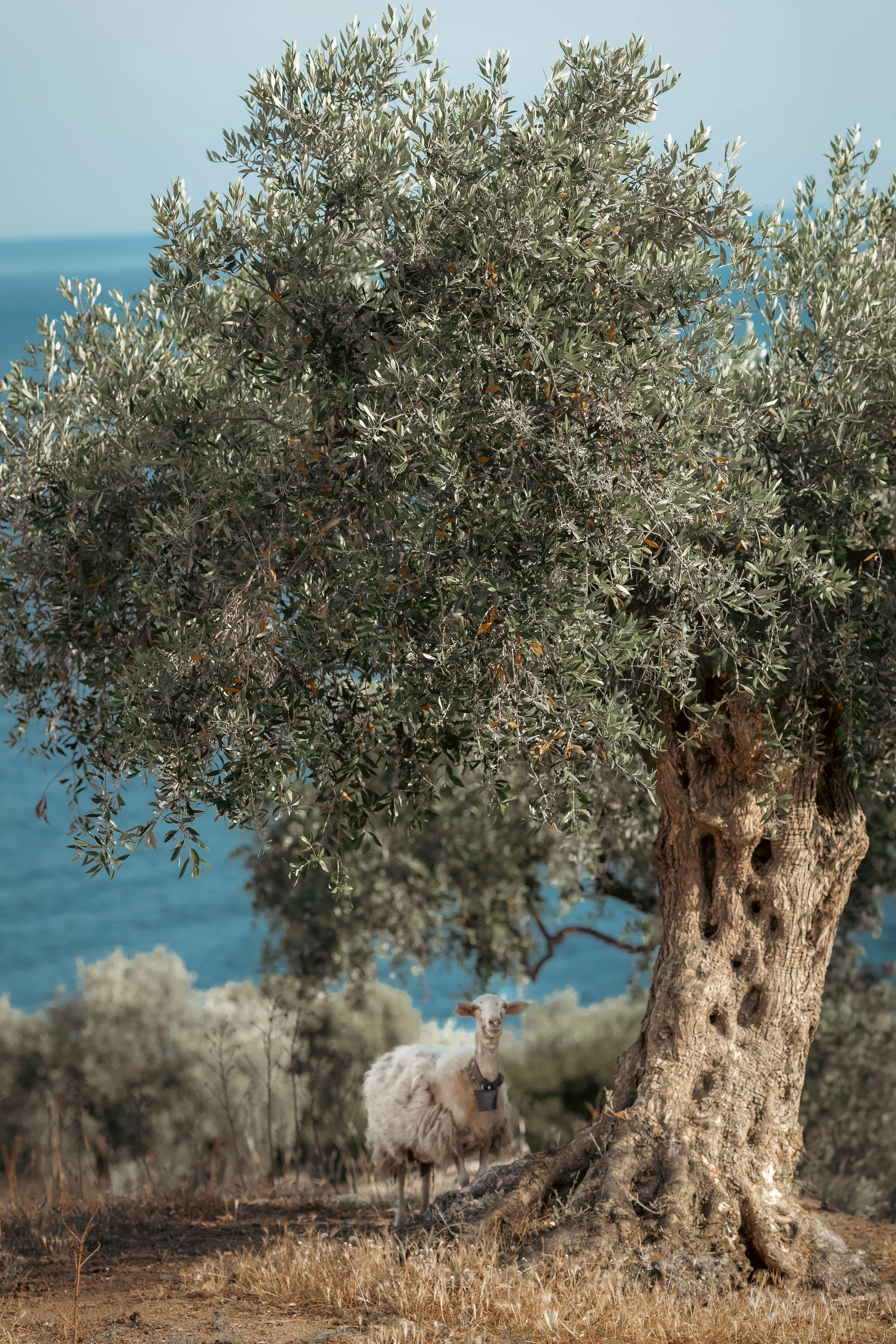 A sheep standing near a large, gnarled tree with an ocean in the background.