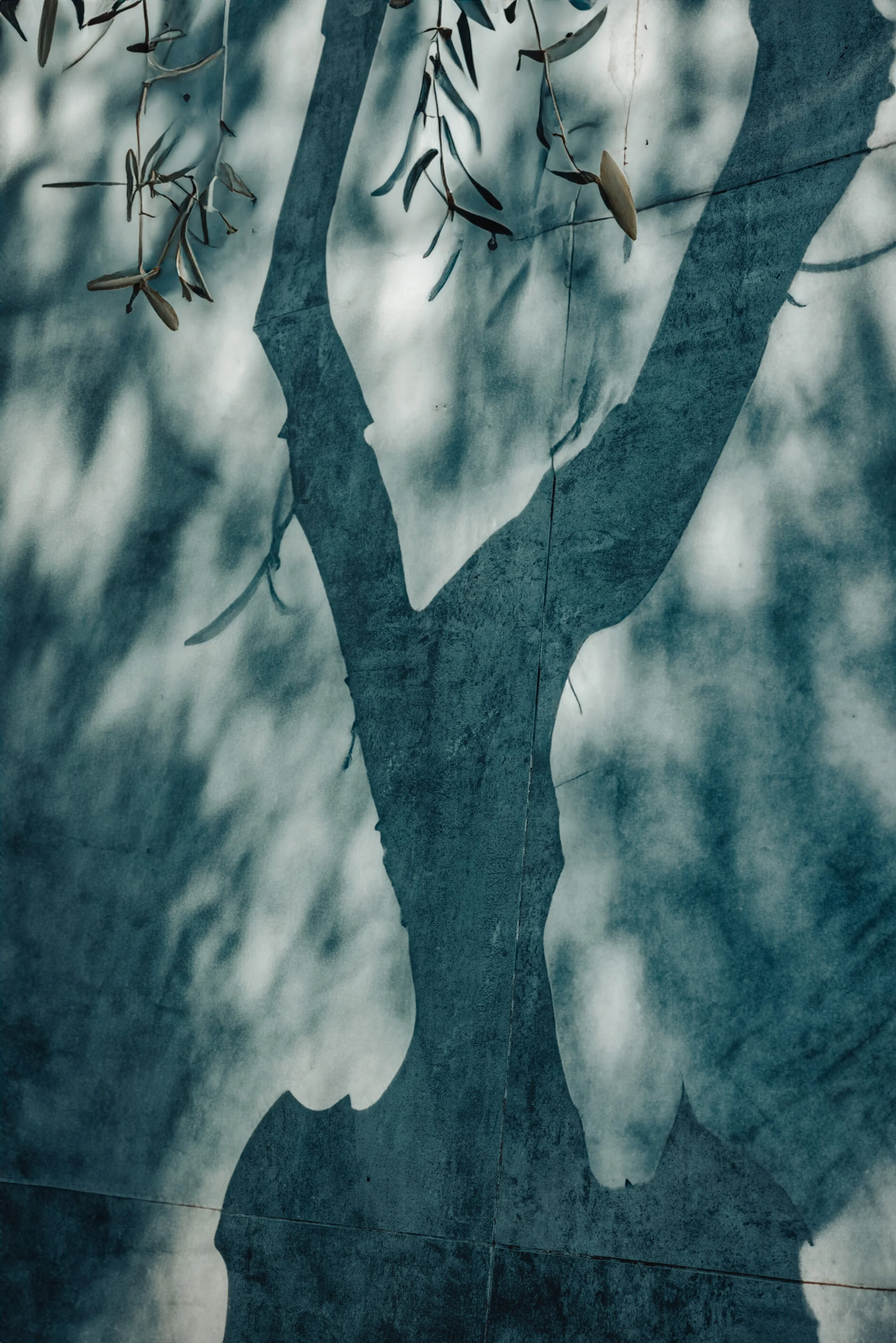 Silhouette of a tree painted on a wall with shadows of leaves and branches cast over it.