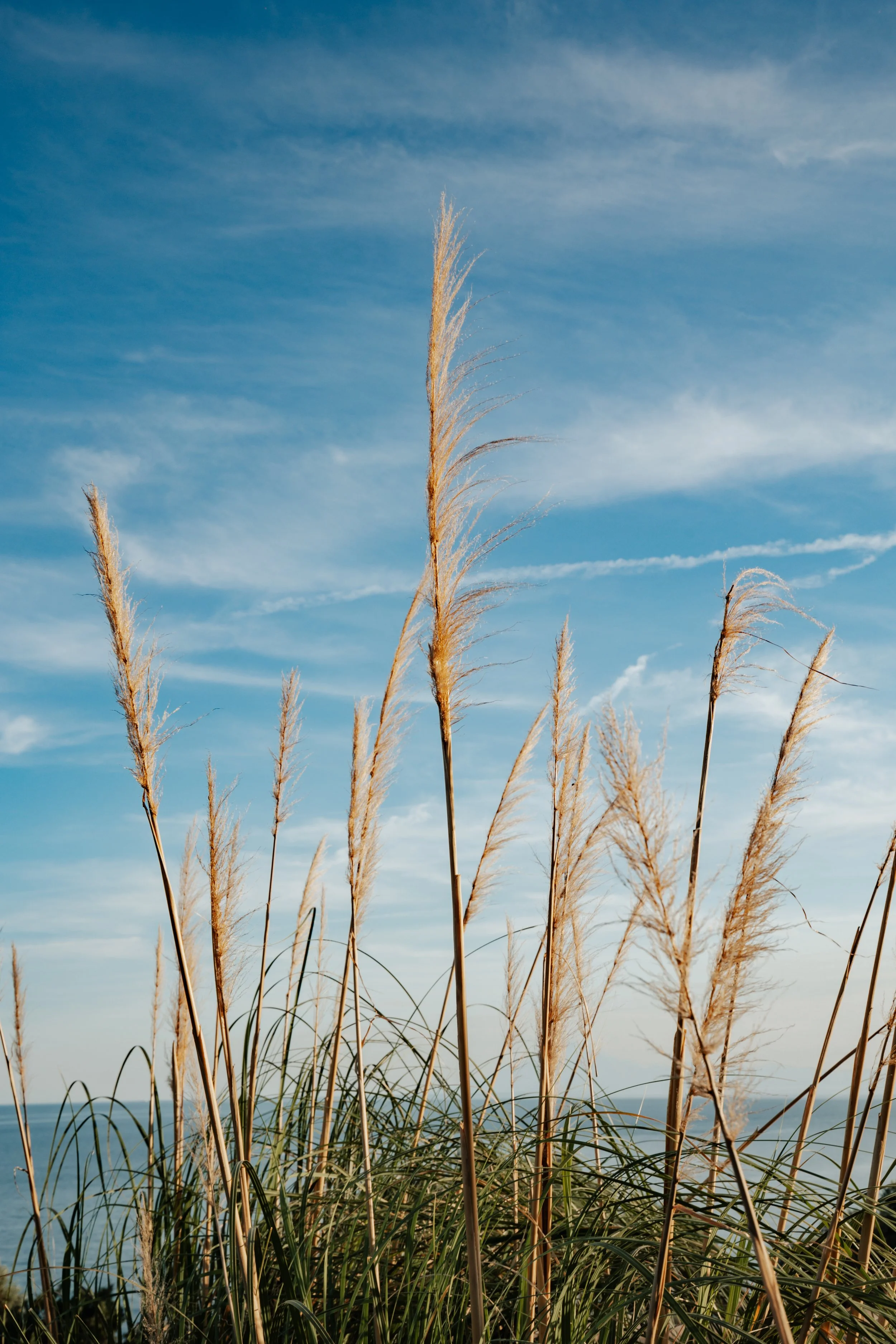 Tall beige grass stalks swaying against a blue sky with wispy clouds.