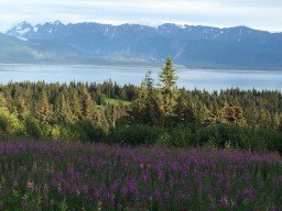Protecting Homer’s Wetlands &amp; Waters