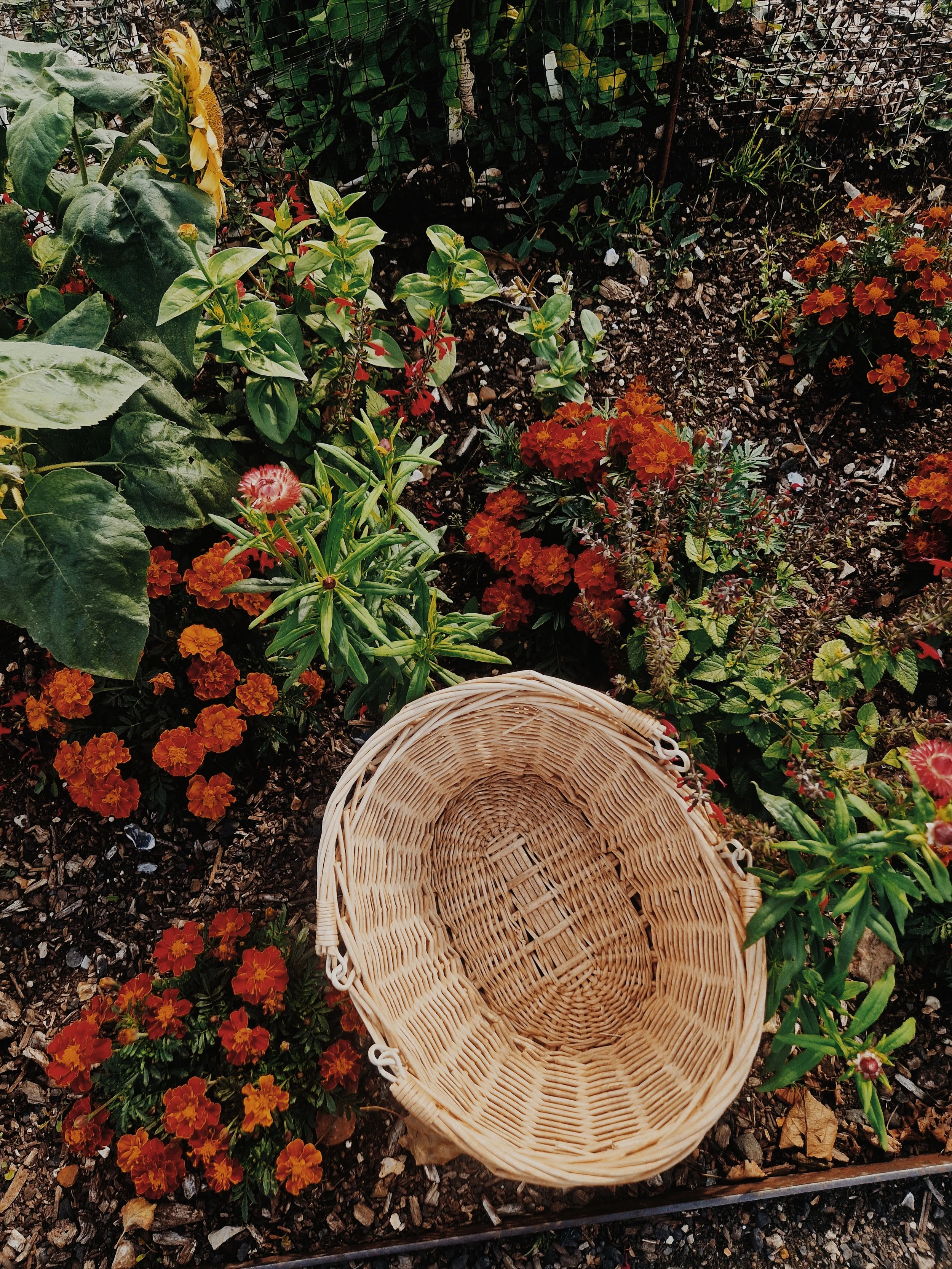 A wicker basket is placed on a garden bed filled with yellow, orange, and red flowers, with green leaves and a fence in the background.