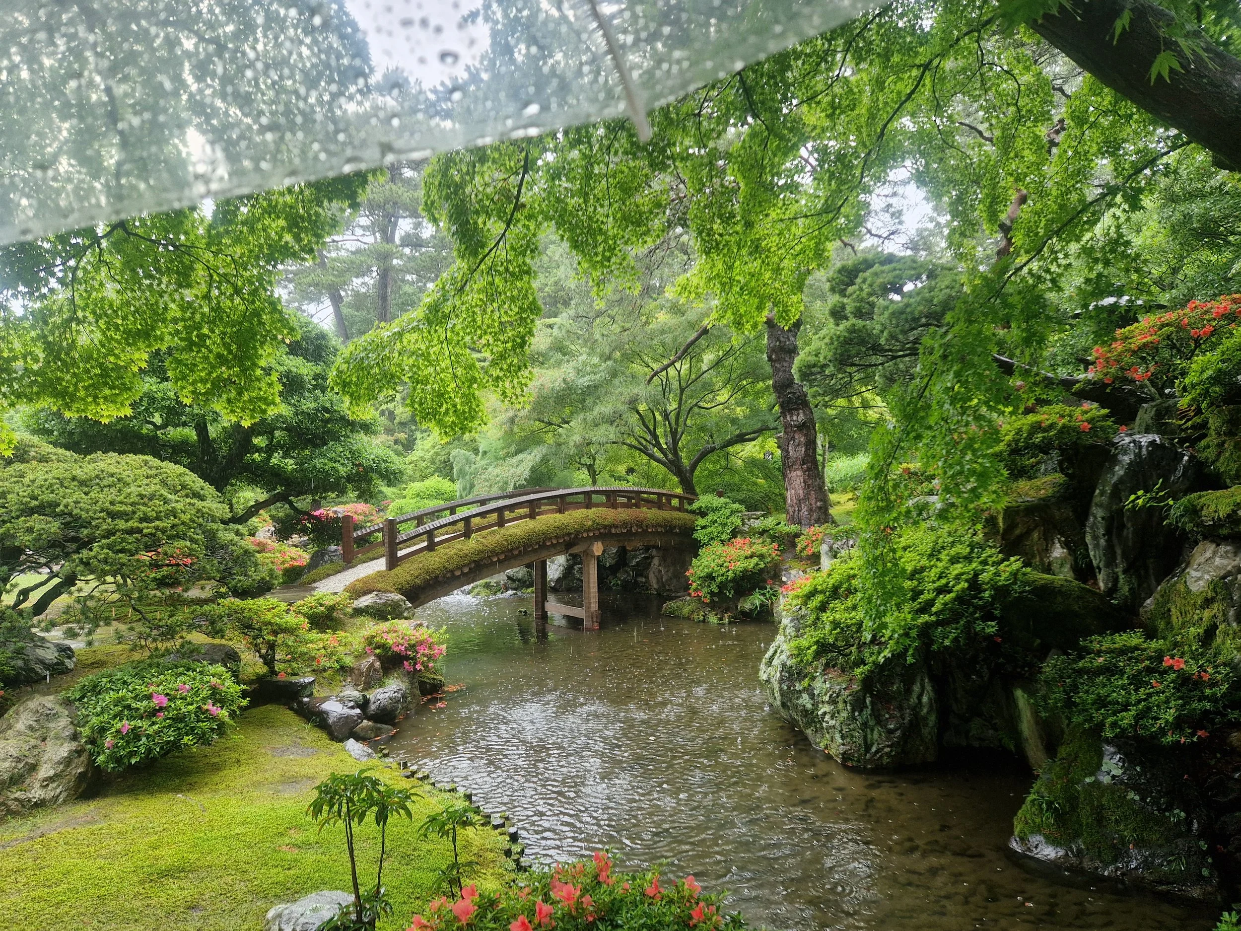 A peaceful Japanese garden with a small arched wooden bridge over a gentle stream, surrounded by lush green trees, moss-covered rocks, and blossoming plants.