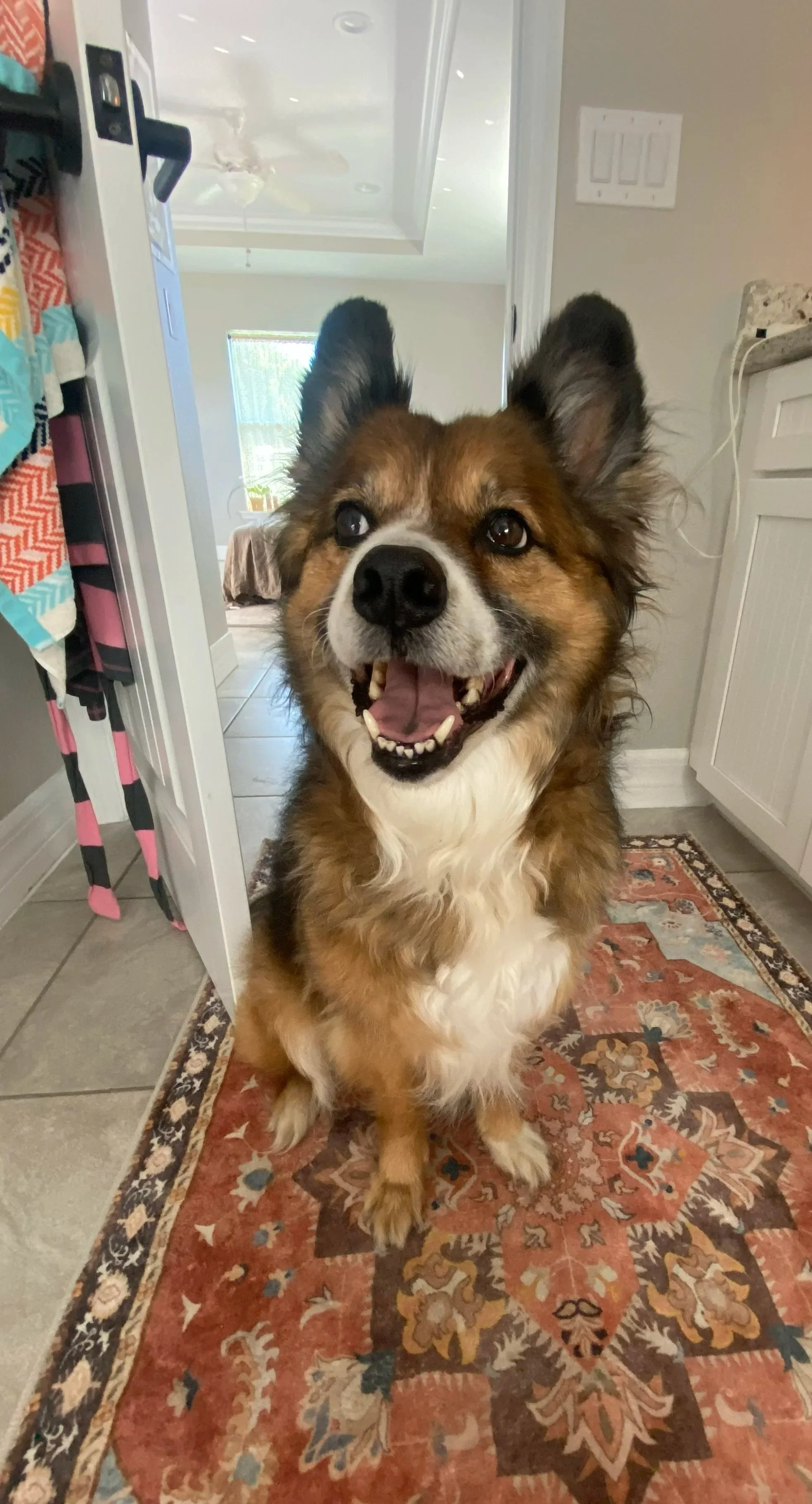 A happy dog with brown, black, and white fur sitting on a patterned rug inside a house.