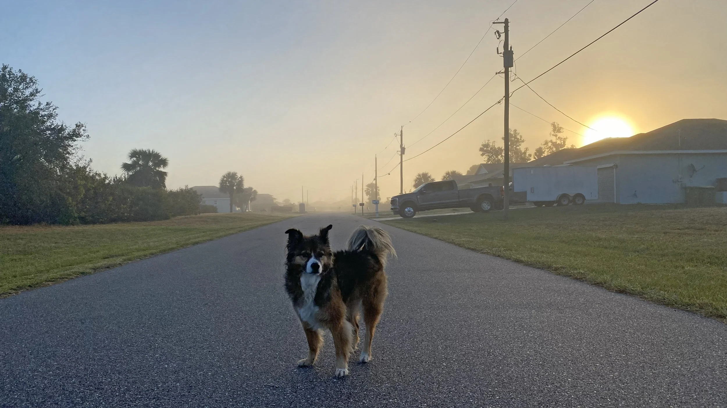 A small dog standing on an empty residential street during sunrise or sunset, with power lines, houses, a pickup truck, and trees in the background.
