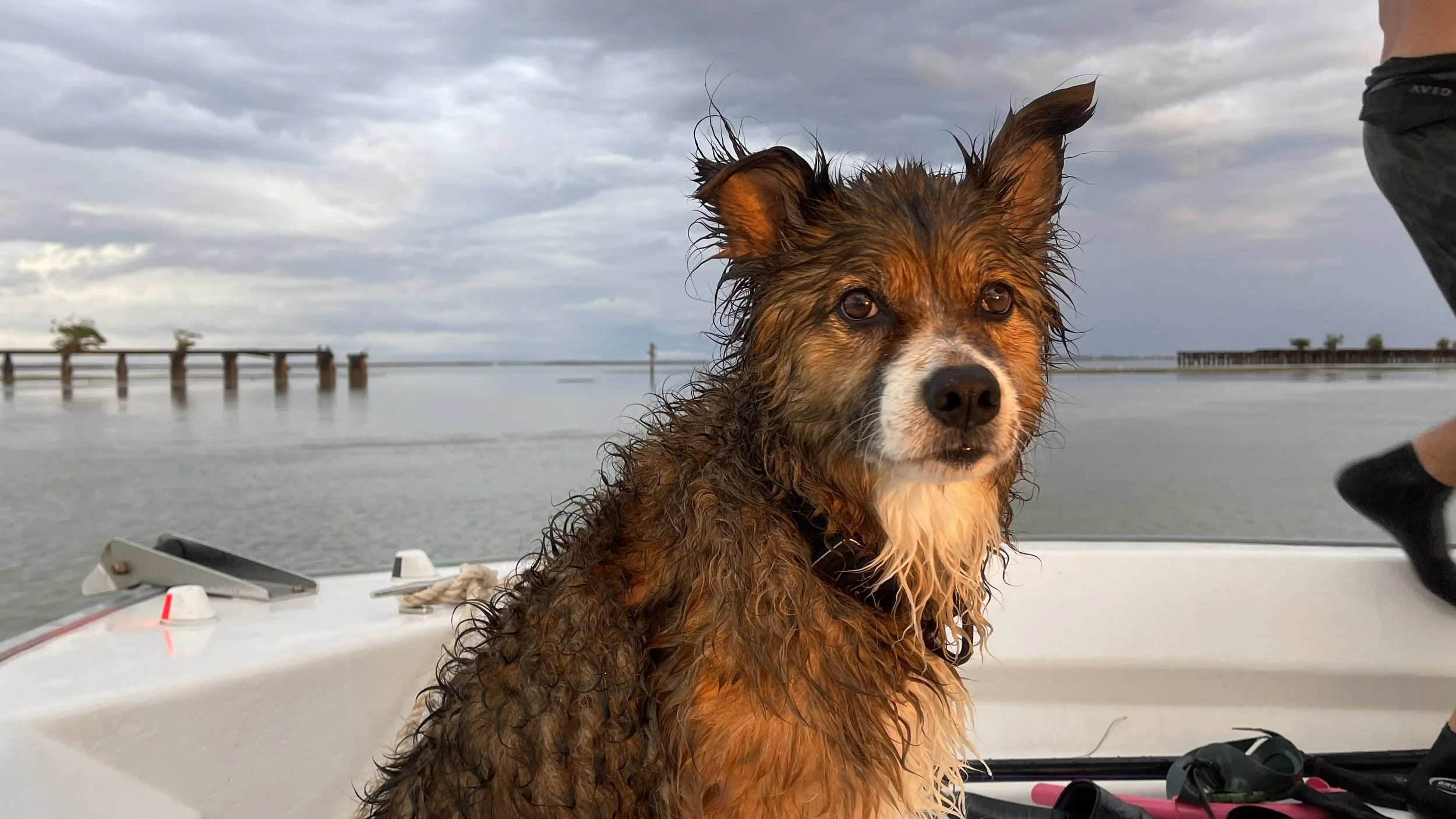 A wet dog sitting on a boat, with water and cloudy sky in the background.