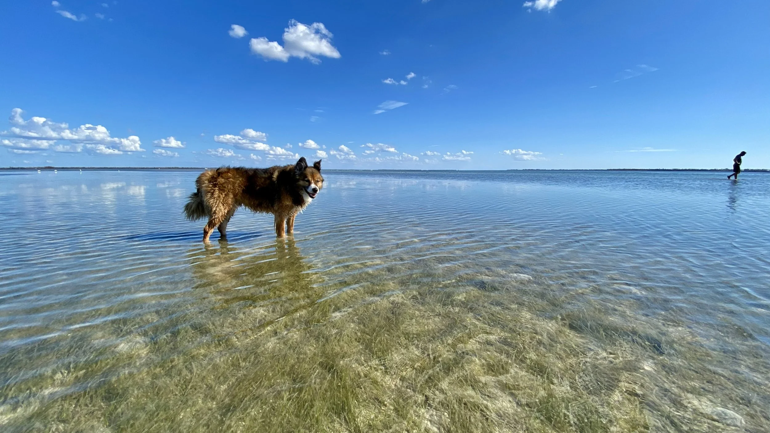 A dog standing in clear shallow water on a sunny day with a blue sky and scattered clouds, and a person walking in the distance.