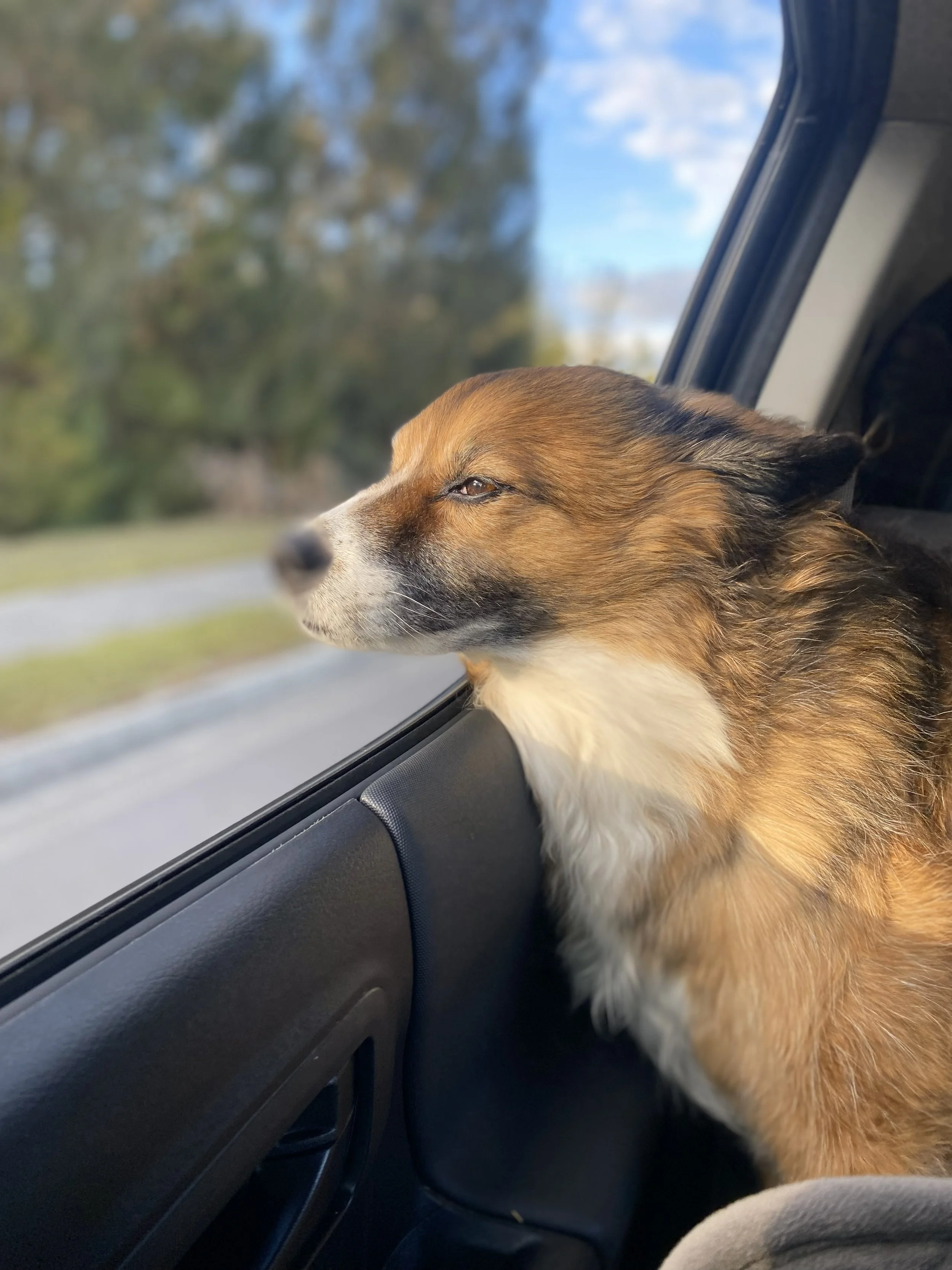 A dog looking out the window of a moving vehicle during the daytime.