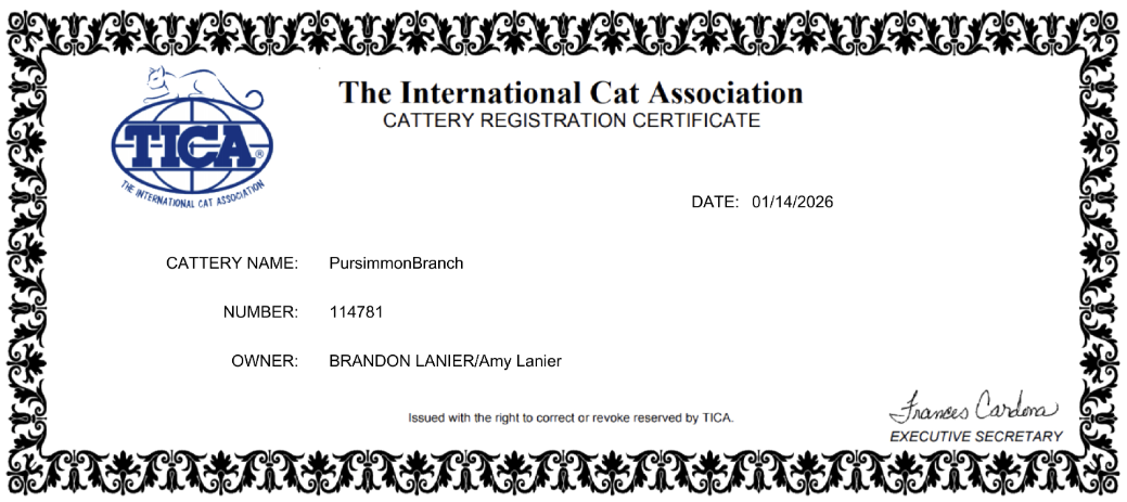 Cattery registration certificate from The International Cat Association, issued on January 14, 2026, for a cat named PursimmonBranch owned by Brandon Lanier and Amy Lanier, with a certificate number 114781, featuring black ornate border and TICA logo in blue.