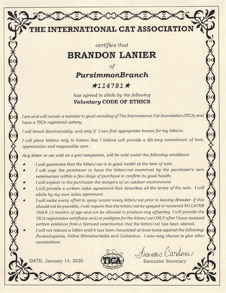 Certificate from The International Cat Association awarded to Brandon Lanier of PursimmonBranch, certifying adherence to voluntary ethics for cat breeding and care, dated January 14, 2026.
