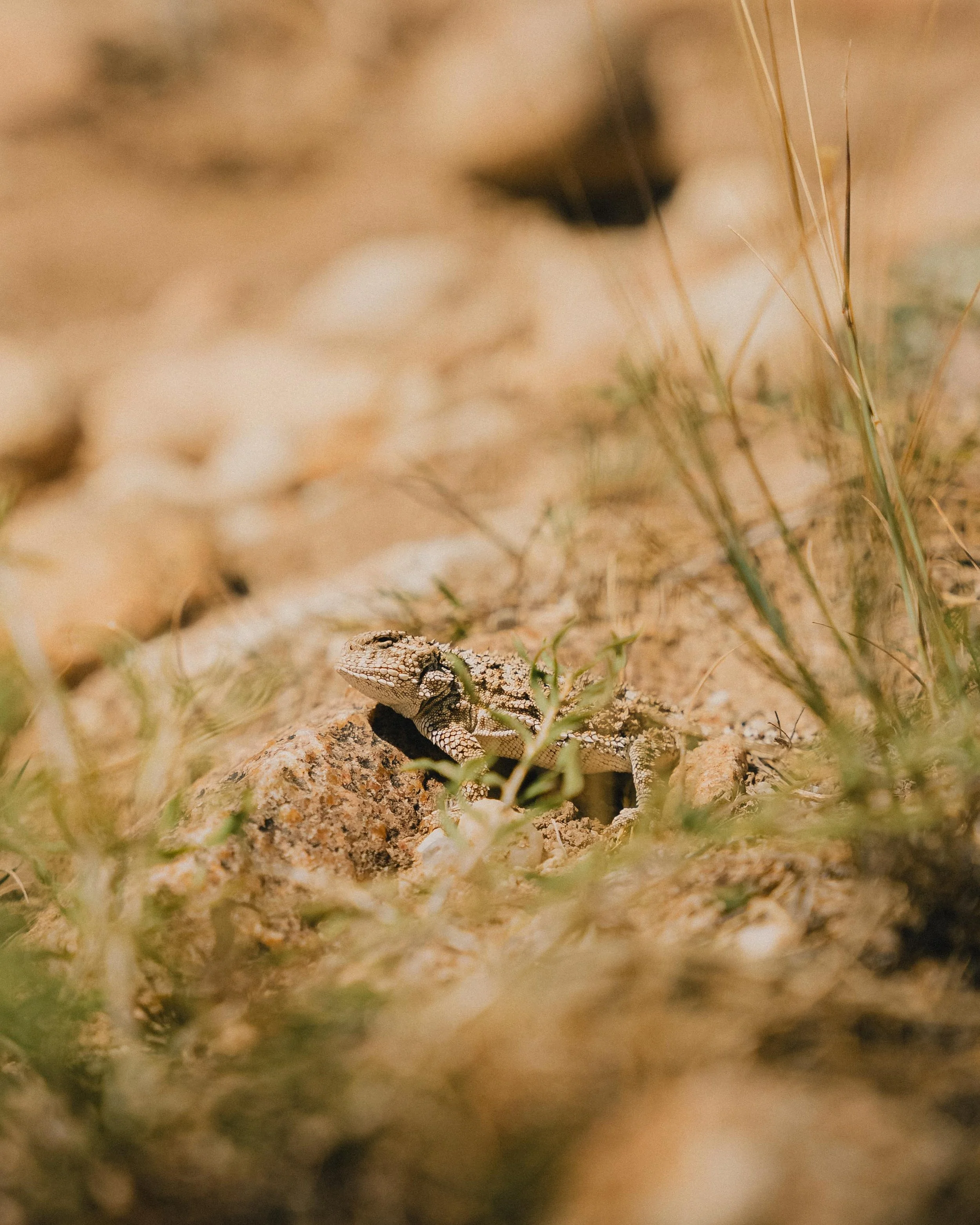 A small desert lizard moving through sandy ground with sparse vegetation.
