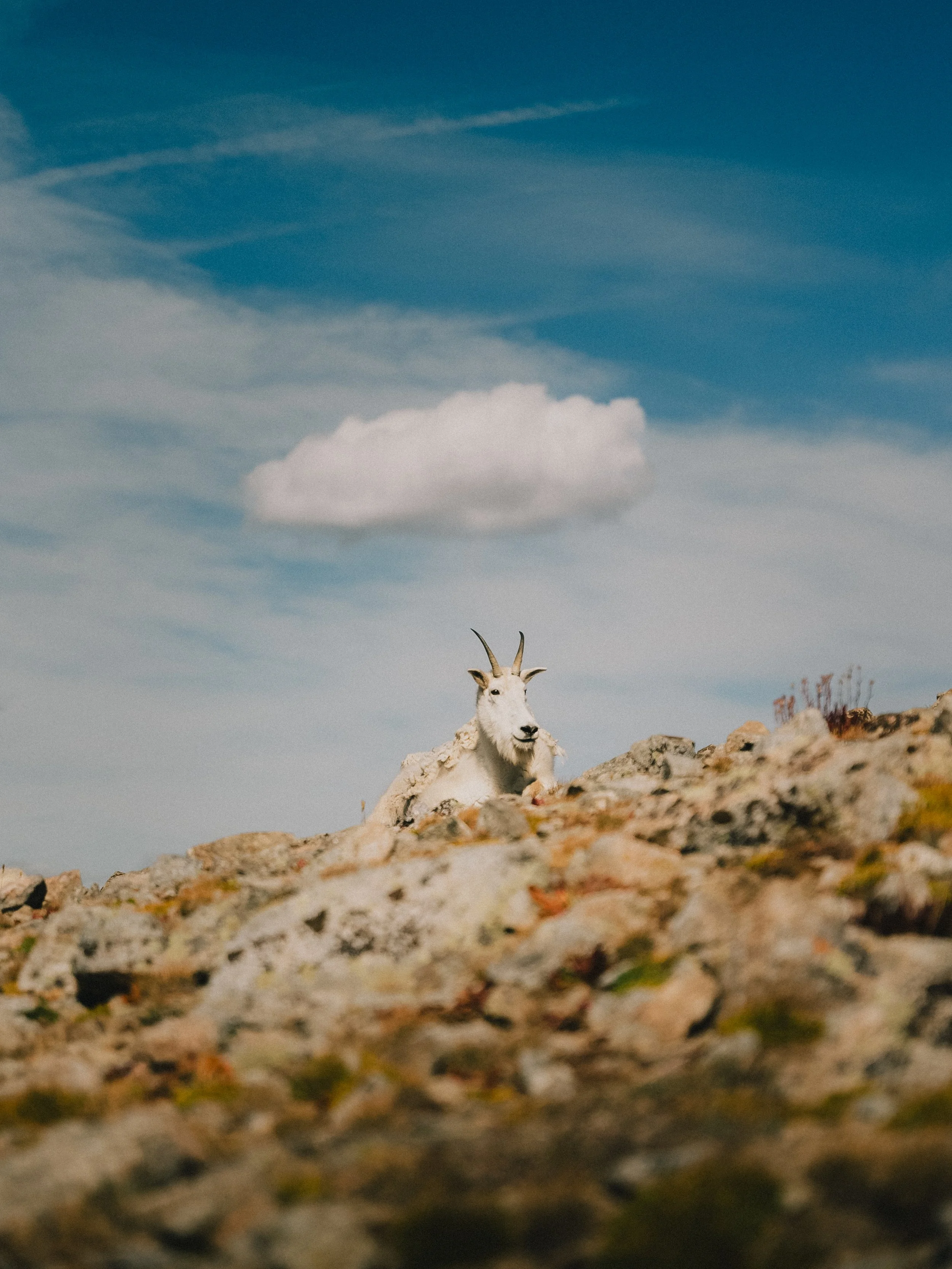 A mountain goat with curved horns resting on rocky terrain under a partly cloudy sky.
