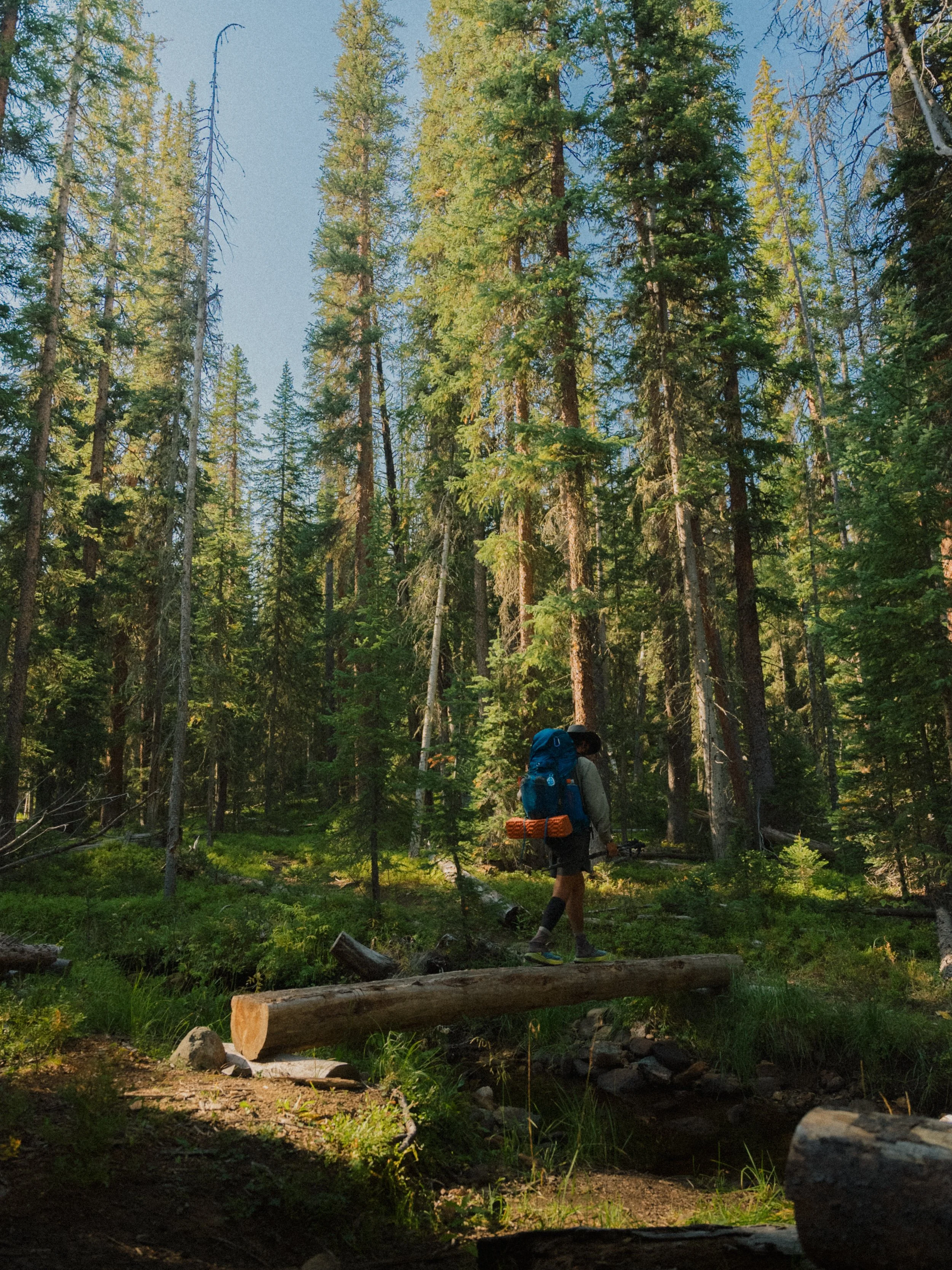 A person hiking through a dense forest with tall trees, carrying a large backpack and walking on a fallen log over a small stream.