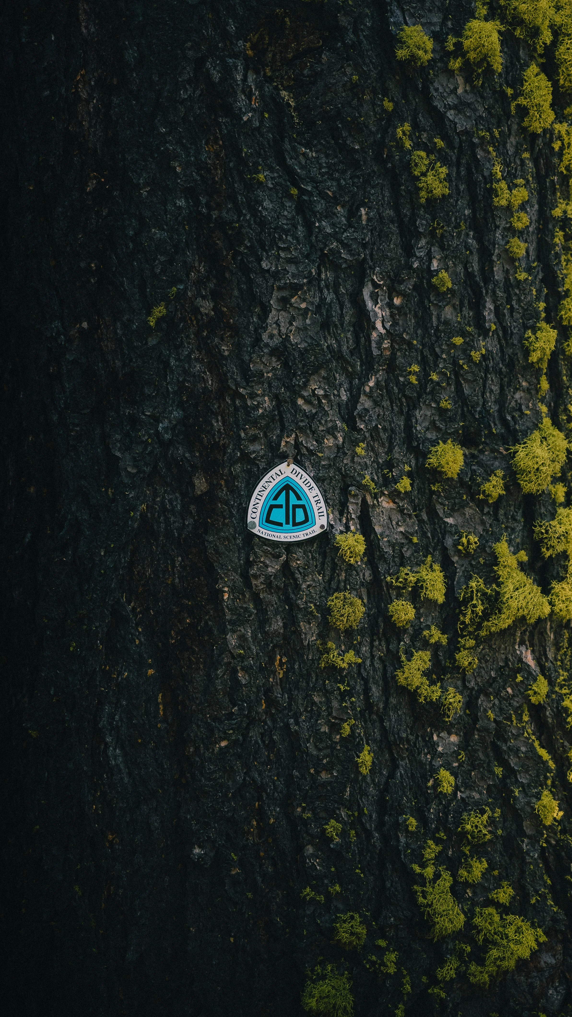 Close-up of tree bark with patches of green moss and a Trail sign reading 'Continental Divide' attached to the bark.