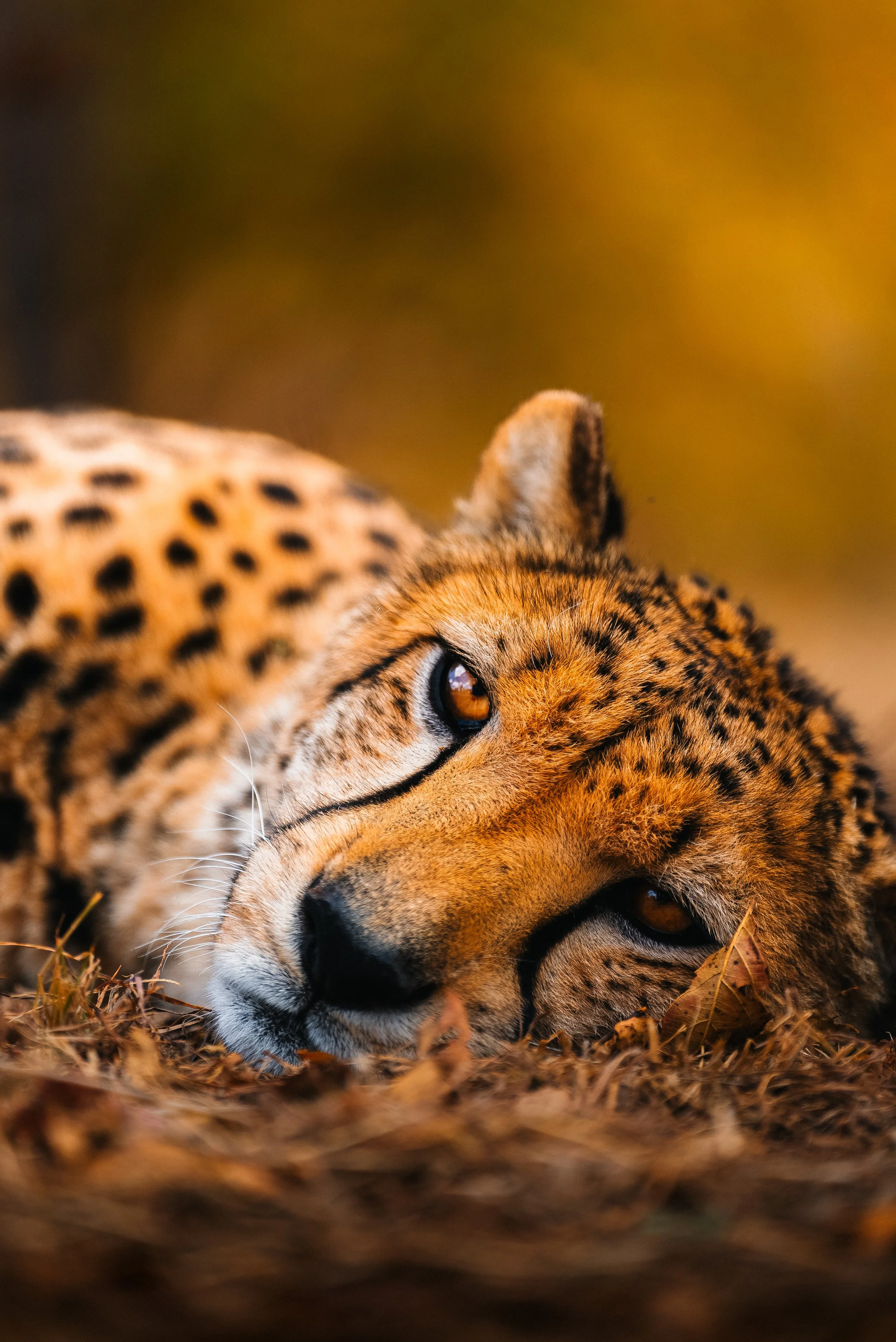 Close-up of a resting cheetah lying on the ground with its head on the soil, showing its spotted fur and amber eyes under warm lighting.