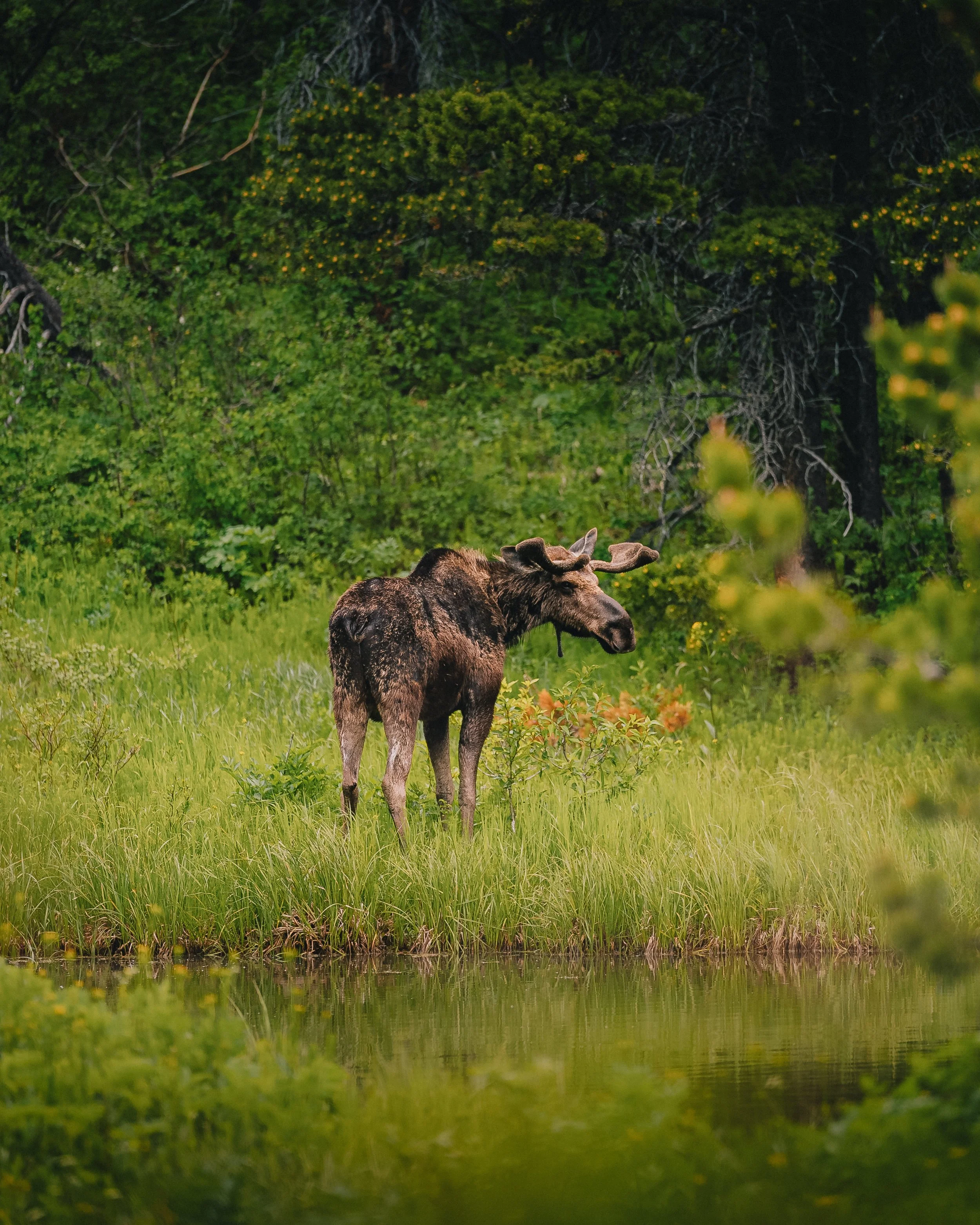 A moose standing near a pond surrounded by green foliage and trees in a natural forest setting.