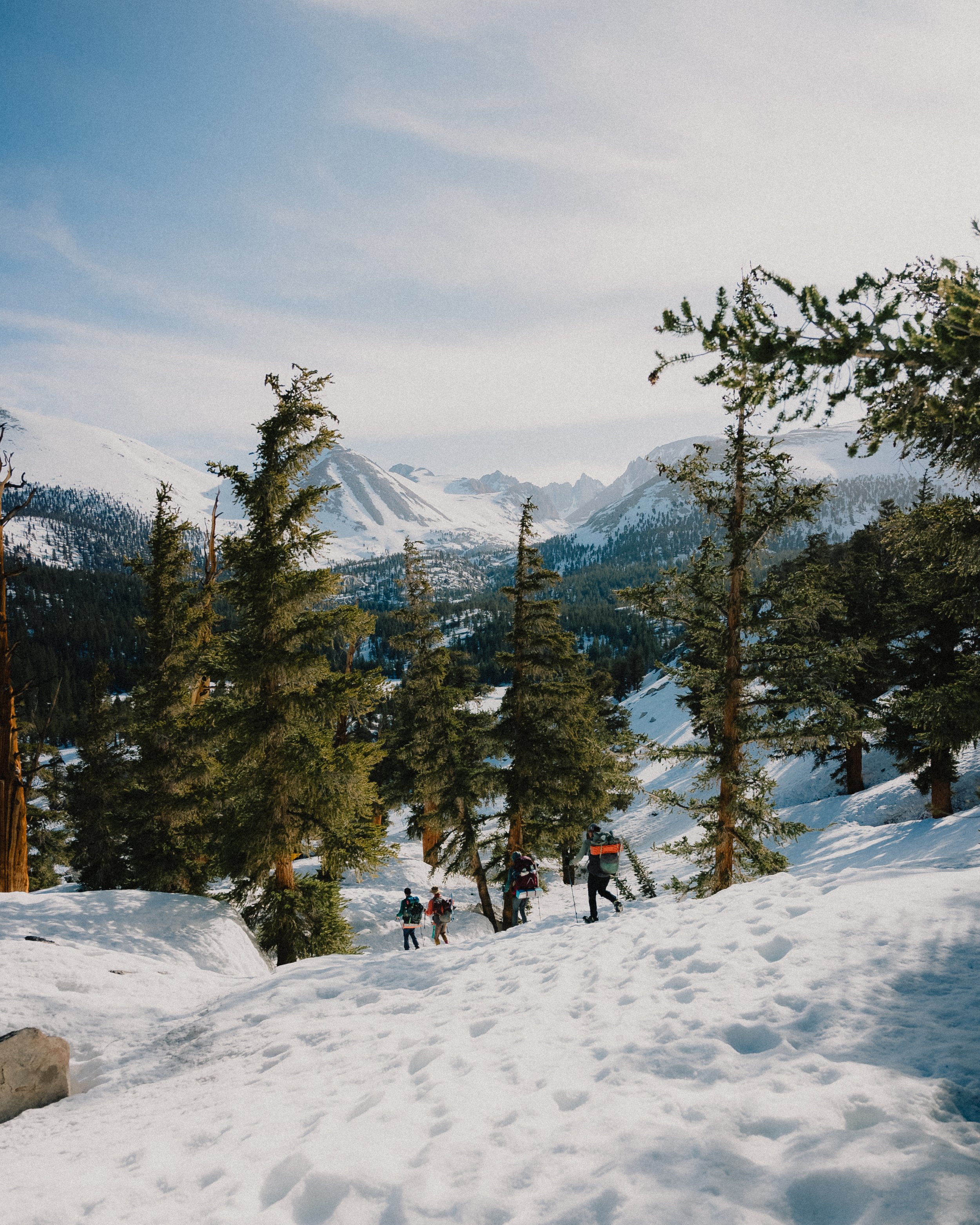 Group of people hiking through a snowy mountain landscape with pine trees and distant snow-covered peaks.