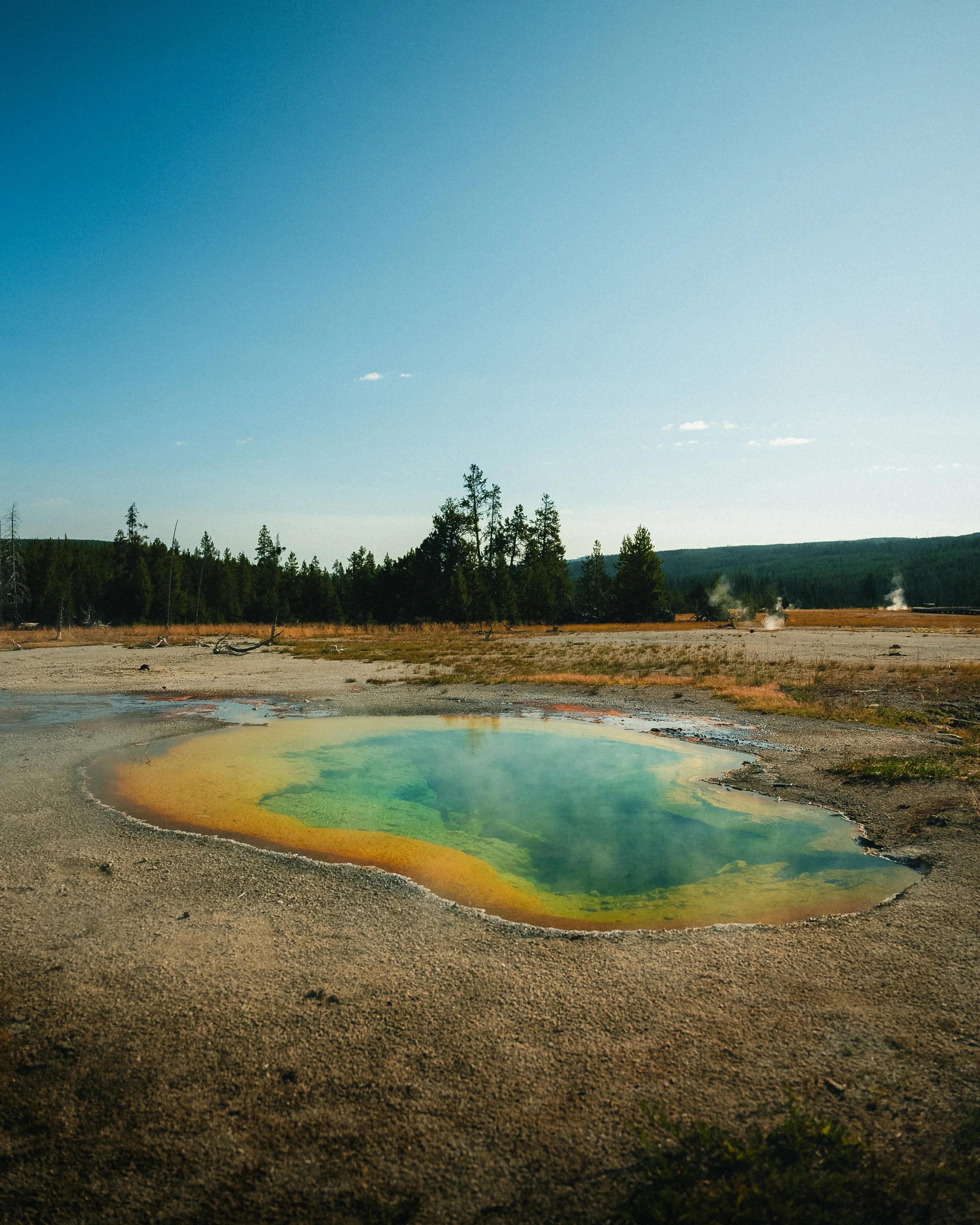 A geothermal hot spring with colorful edges in a barren landscape with a forest in the background under a clear sky.
