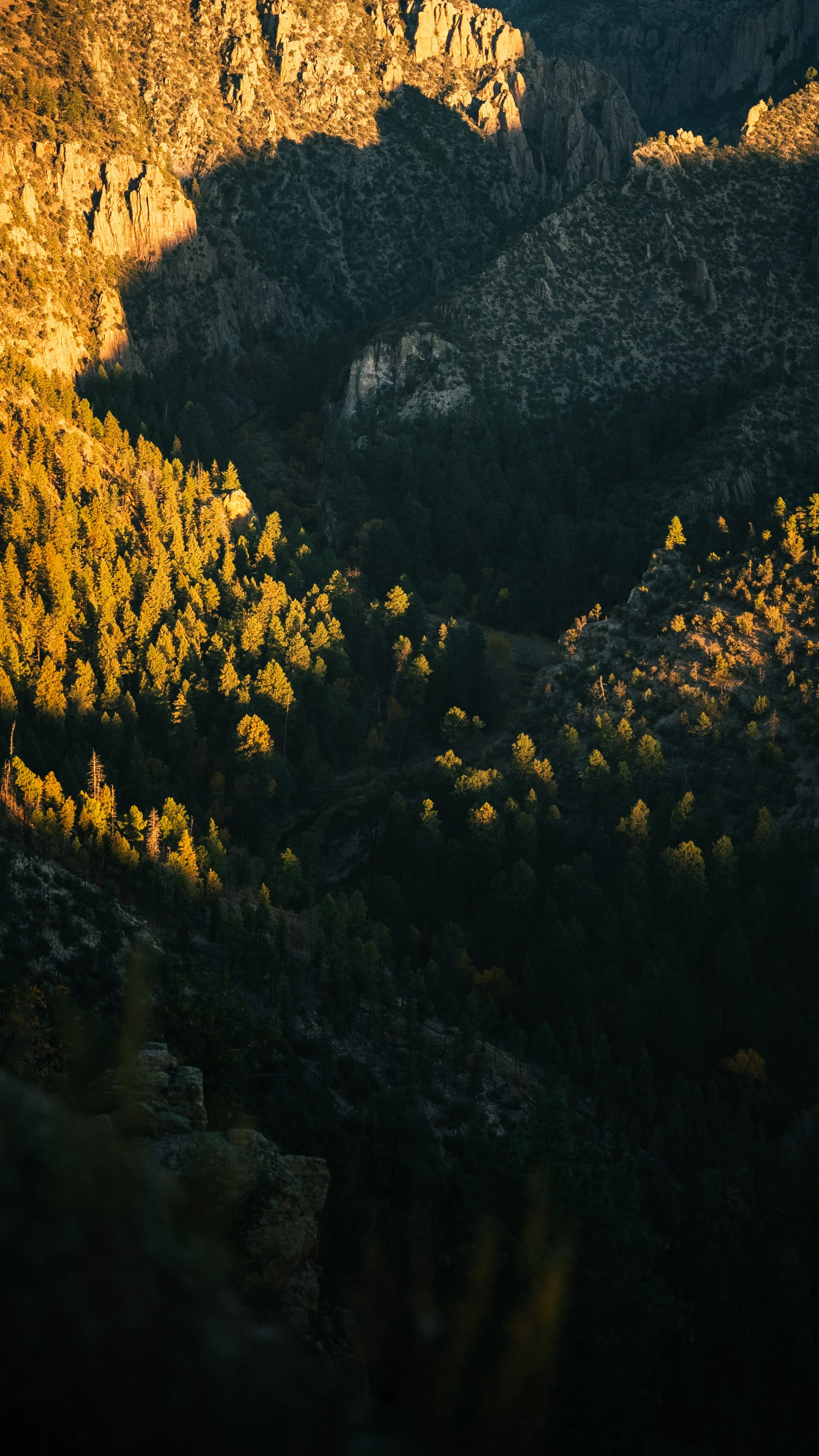 Sunlit trees on a mountain slope with rocky cliffs in the background