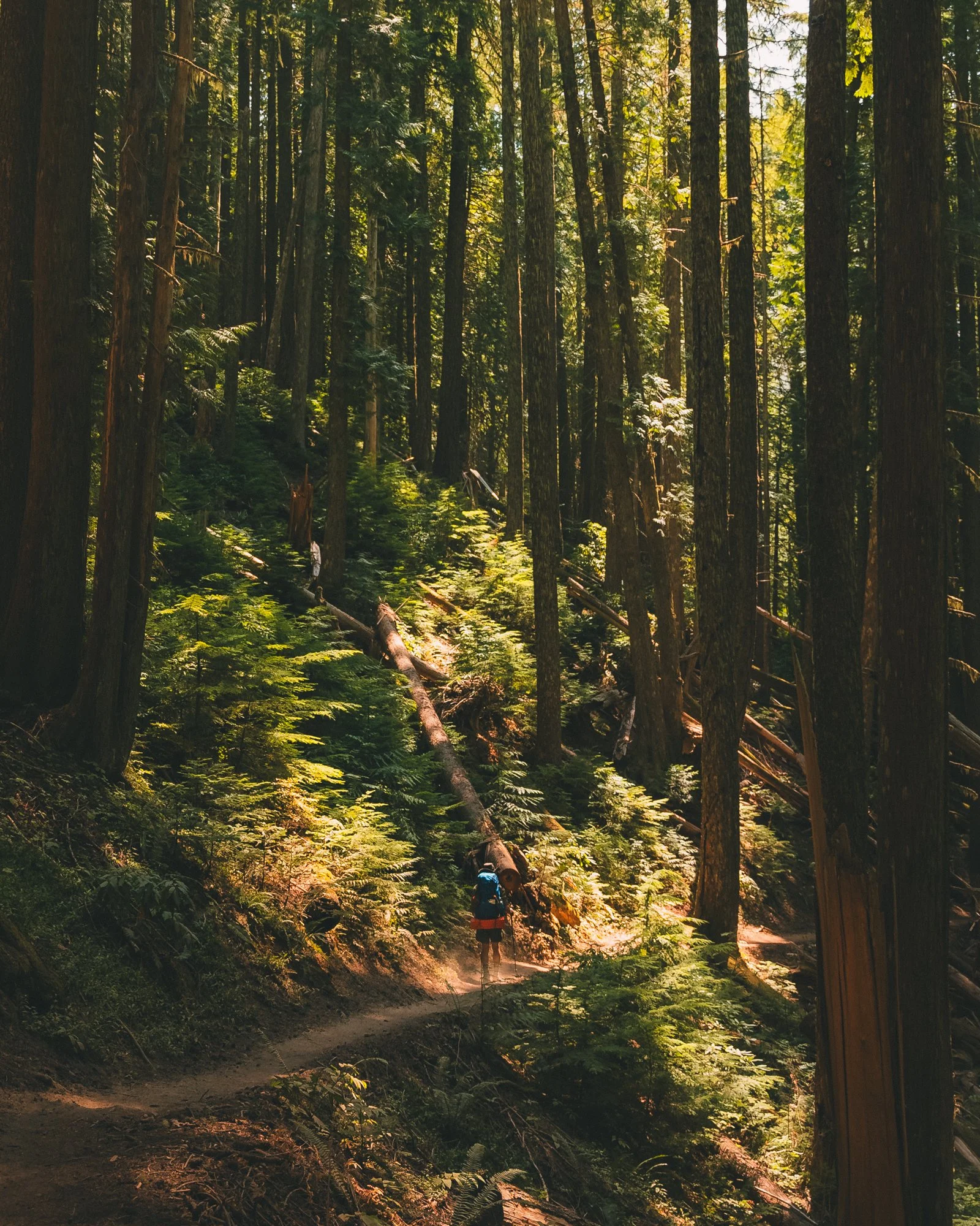 A person mountain biking on a trail through a dense, green forest with tall trees and sunlight filtering through the leaves.