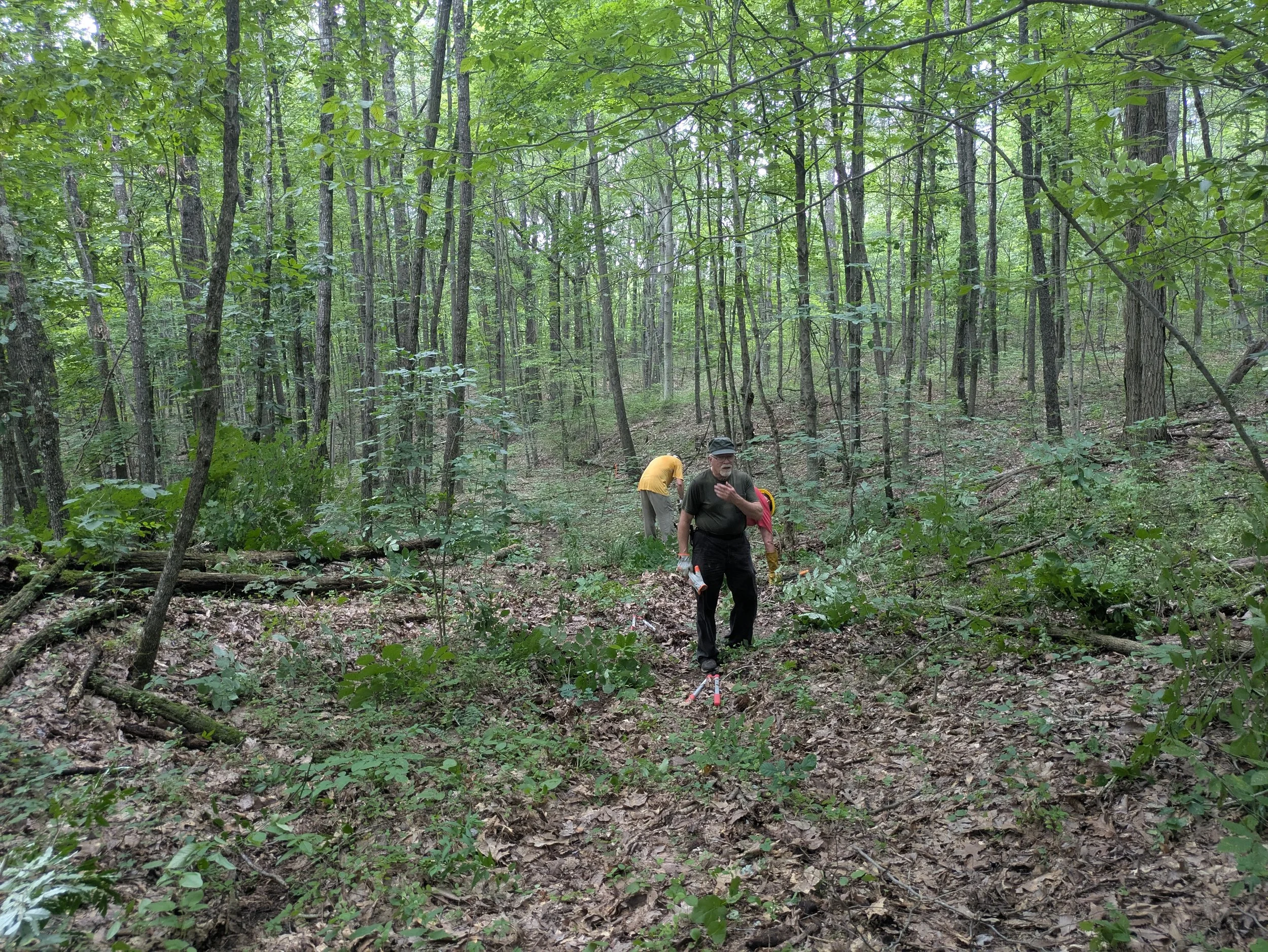 Three people hiking in a dense forest, walking along a leaf-covered trail.