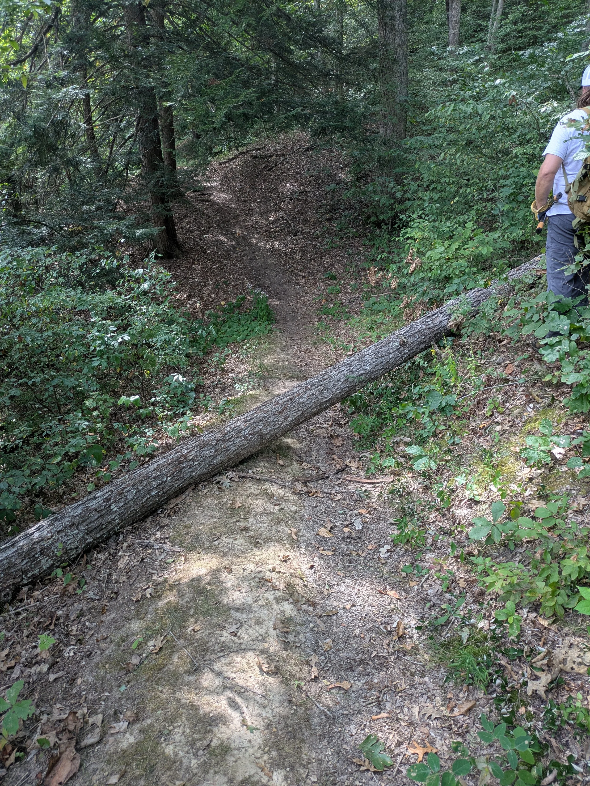 A dirt trail in a dense forest with green foliage on both sides, a fallen tree across the trail, and a person with a backpack and a hat standing on the right side facing away from the camera.