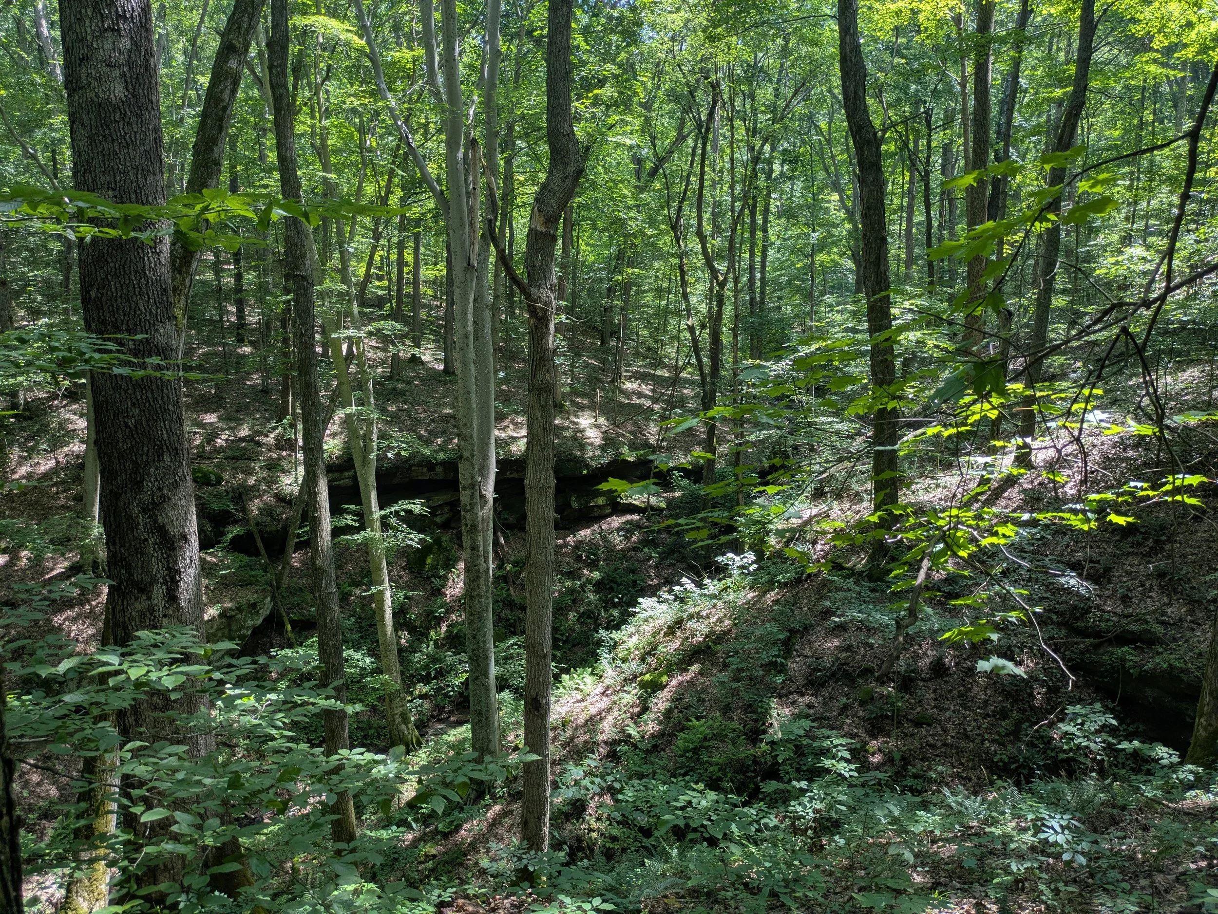 A dense green forest with tall trees and sunlight filtering through the leaves.