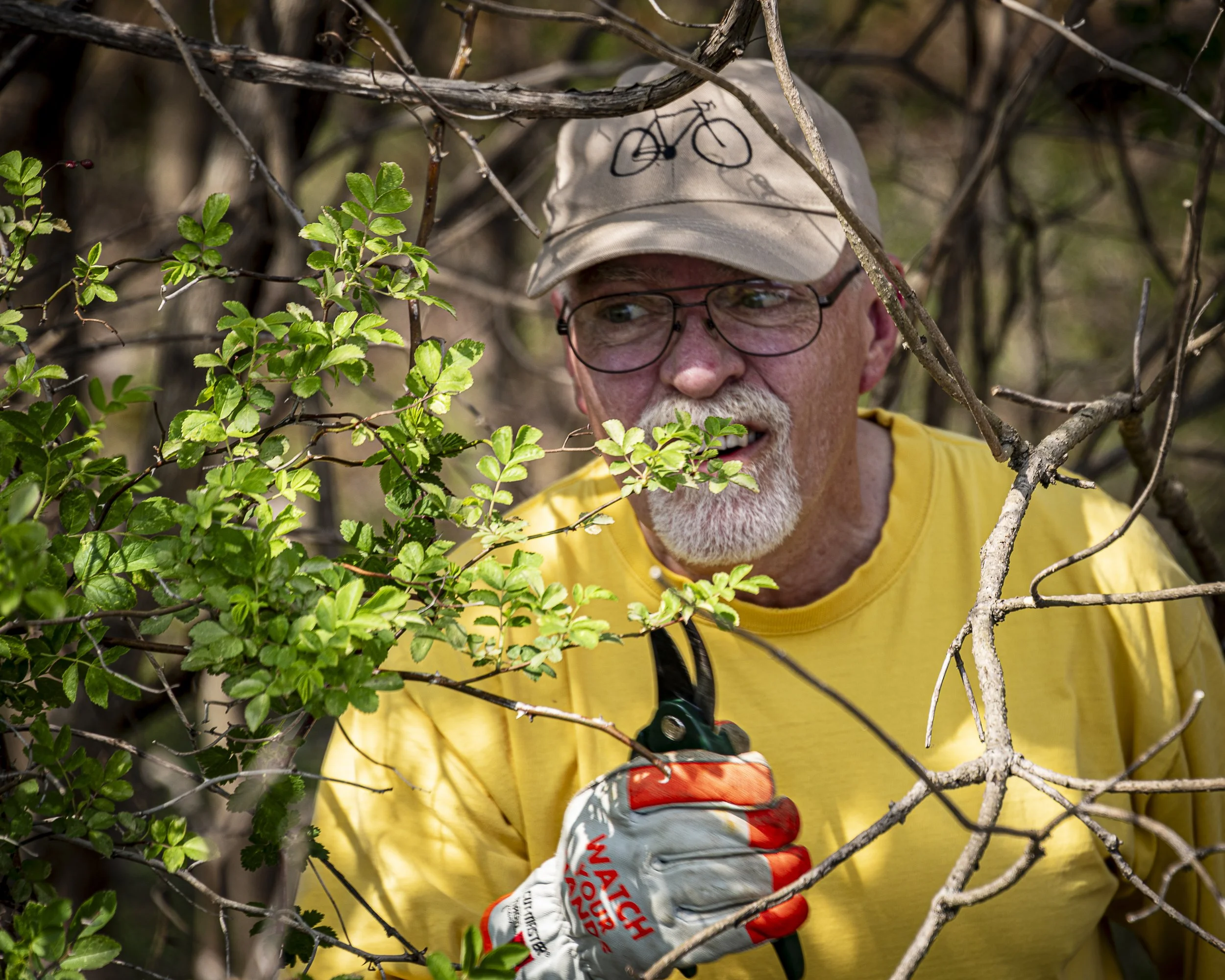 An elderly man with glasses, a gray beard, and a yellow shirt is pruning bushes with hedge clippers in a dense shrubbery. He is wearing a beige cap with a bicycle drawing on it and orange and white gardening gloves.