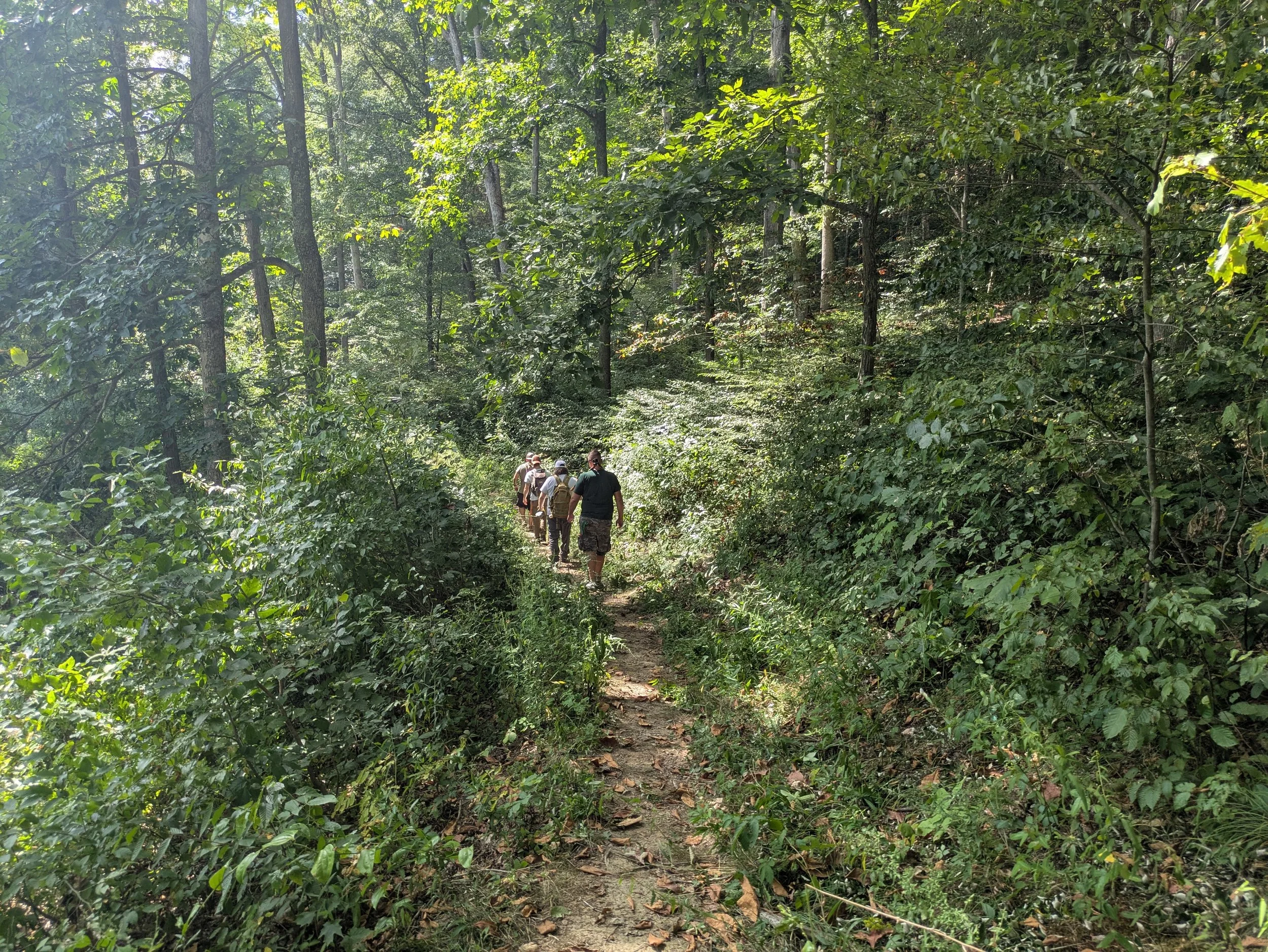A forest trail with dense green foliage on both sides and a group of five people walking along the path, with sunlight filtering through the trees.
