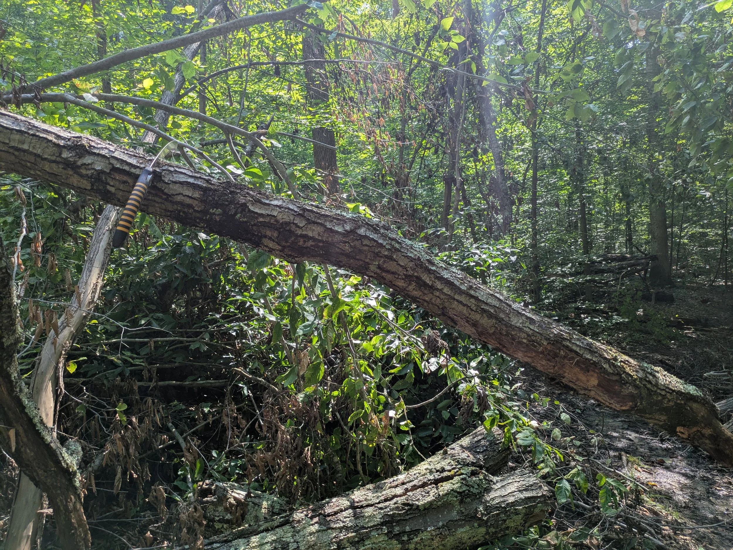 A dense forest scene with a fallen tree across the forest floor and a pruning saw hanging from the trunk. Sunlight filters through the green leaves overhead.