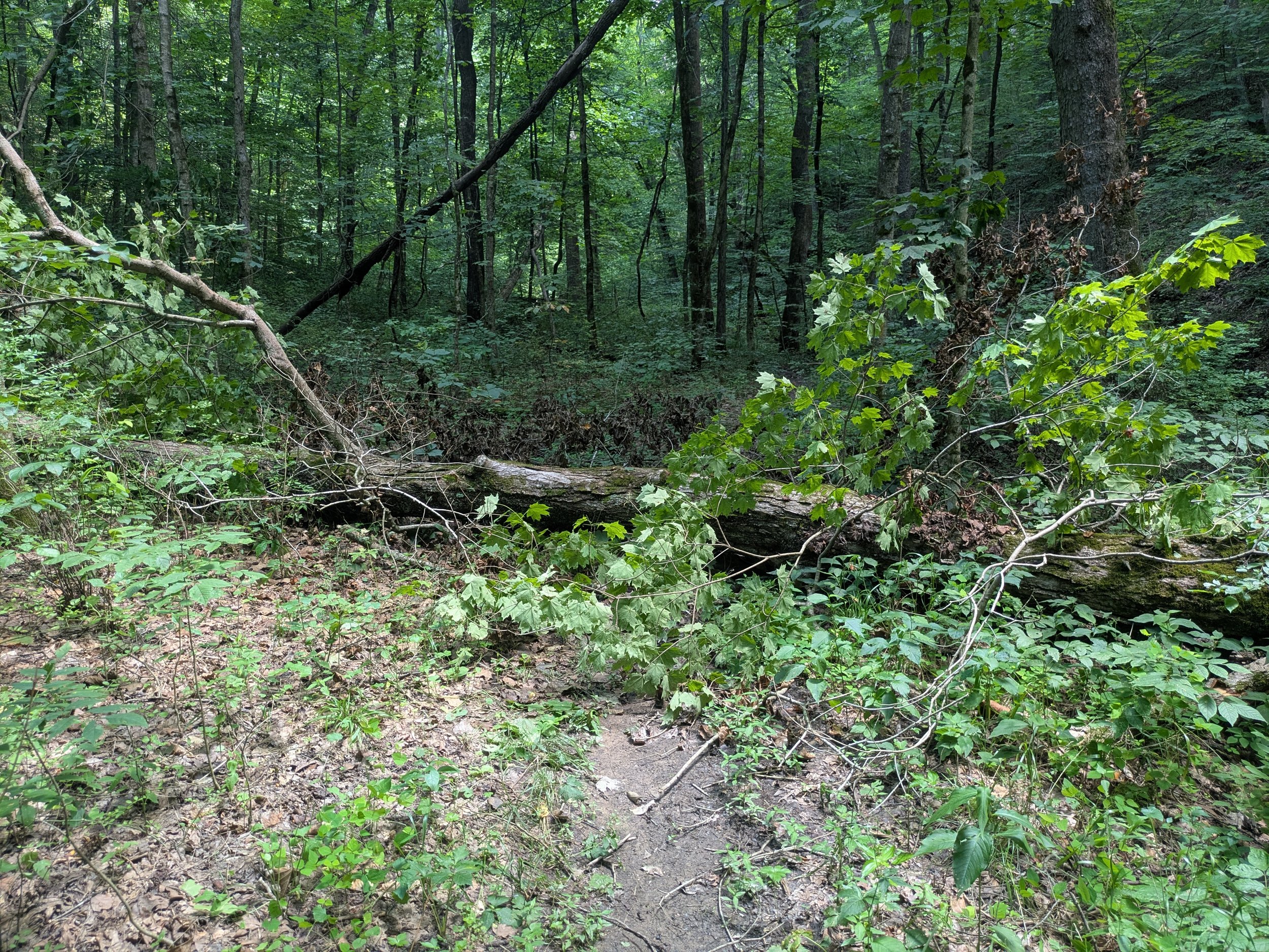 A forest scene with a fallen tree and dense green foliage.