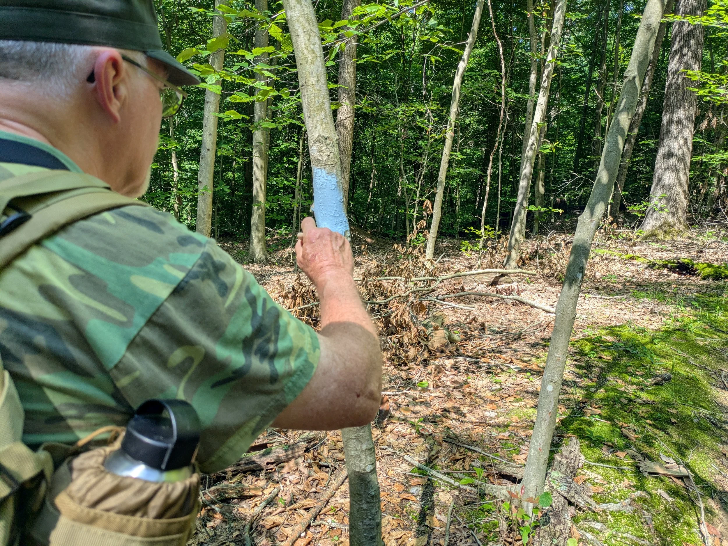 A person with camouflage clothing and a backpack marks a tree in a dense forest with blue paint.