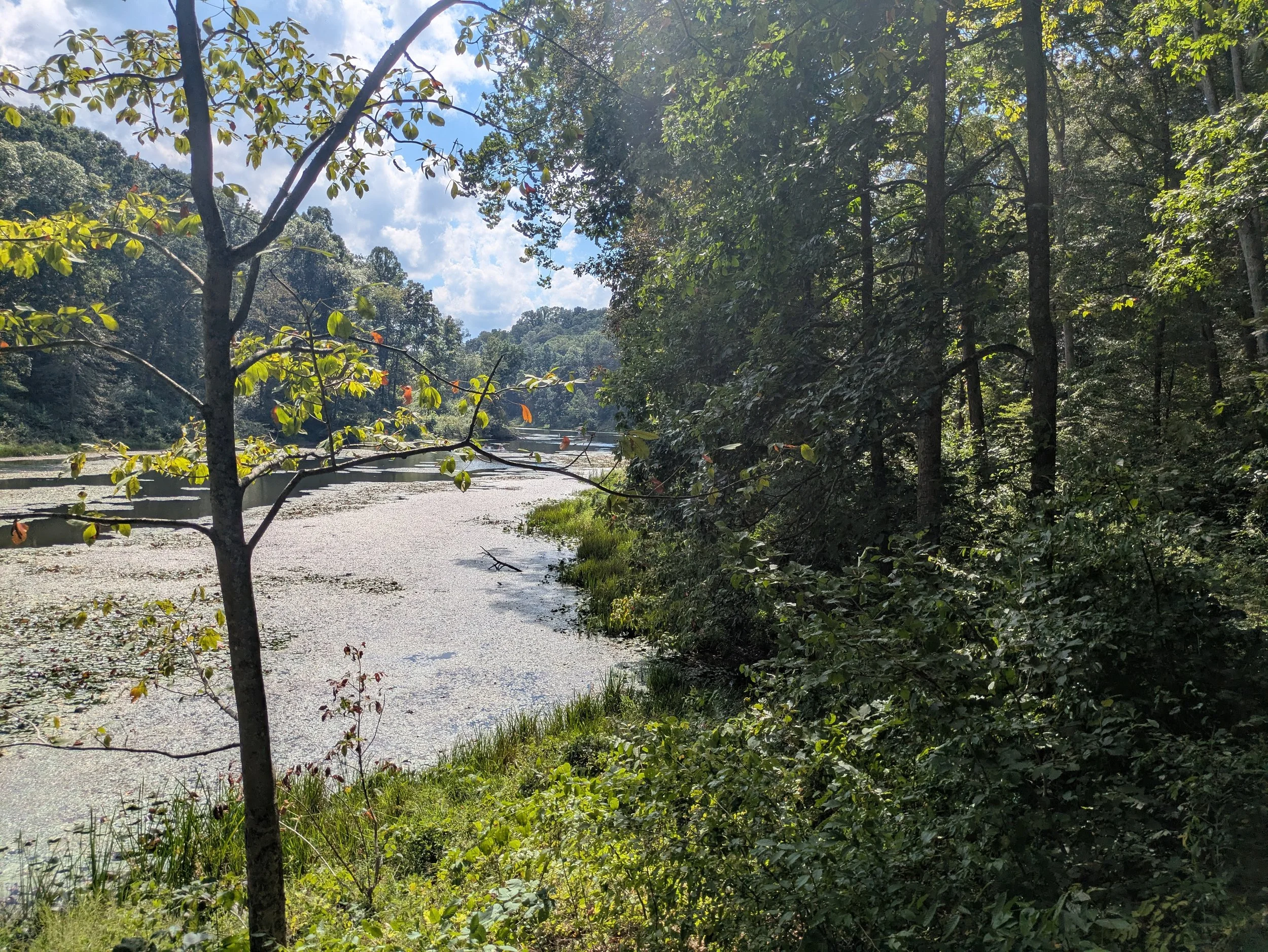 A serene lakeside scene with a small tree in the foreground, calm water covered with some aquatic plants, and a dense forest of tall trees under a partly cloudy sky.