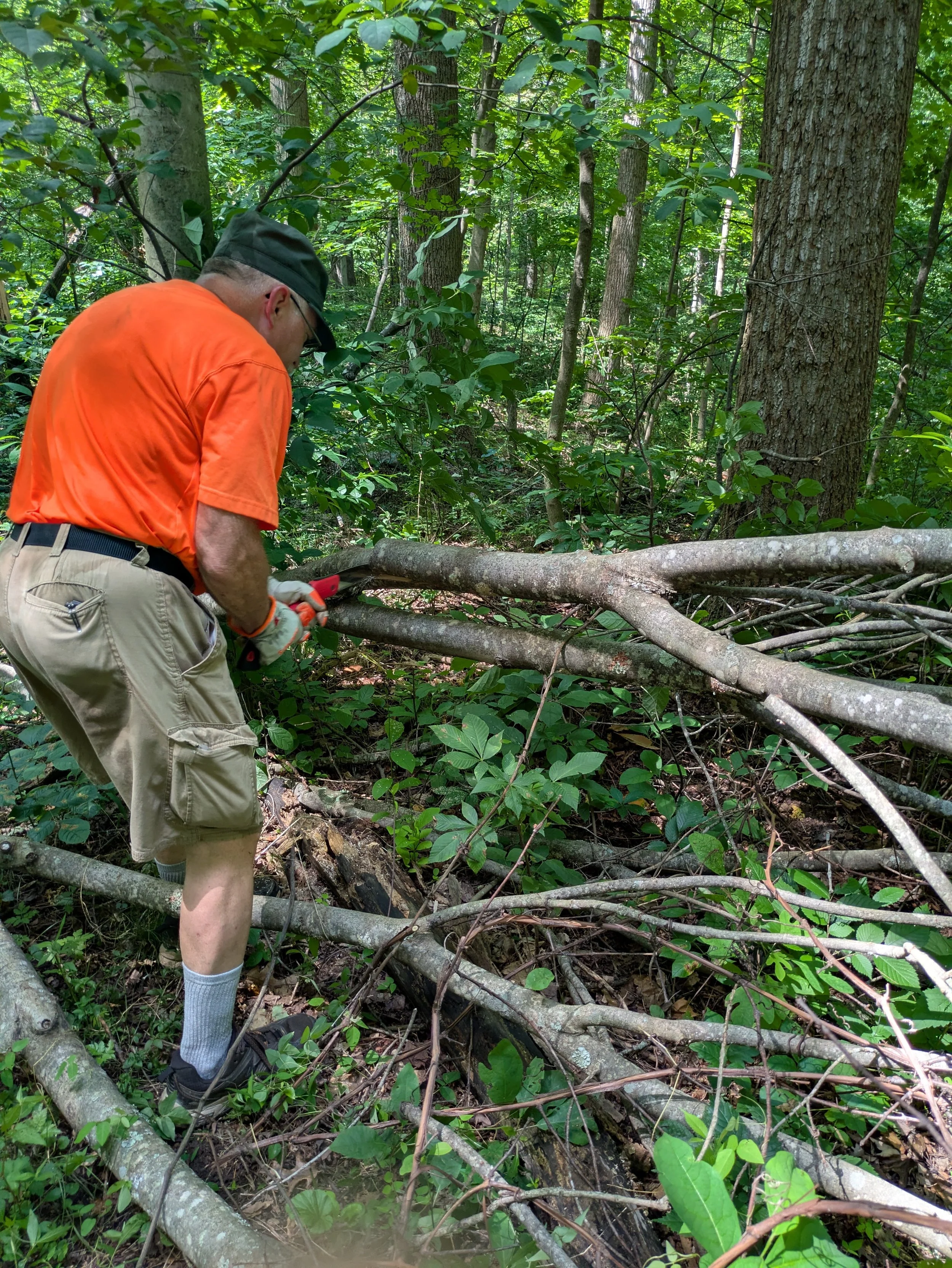 Person using clippers to remove a fallen tree branch in a dense forest.
