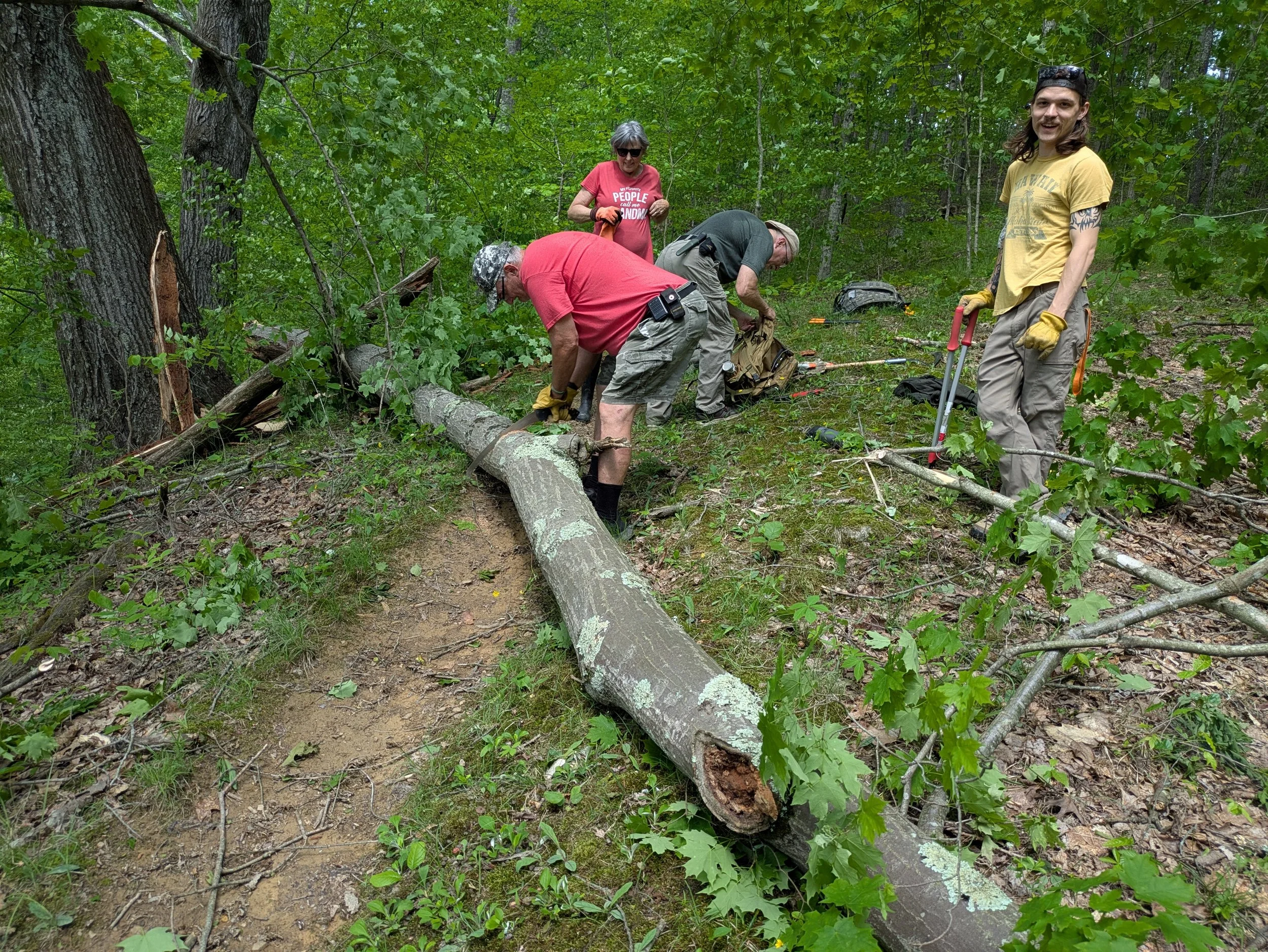 Group of four people working together in a wooded area, cutting down a fallen tree with saws and gloves.