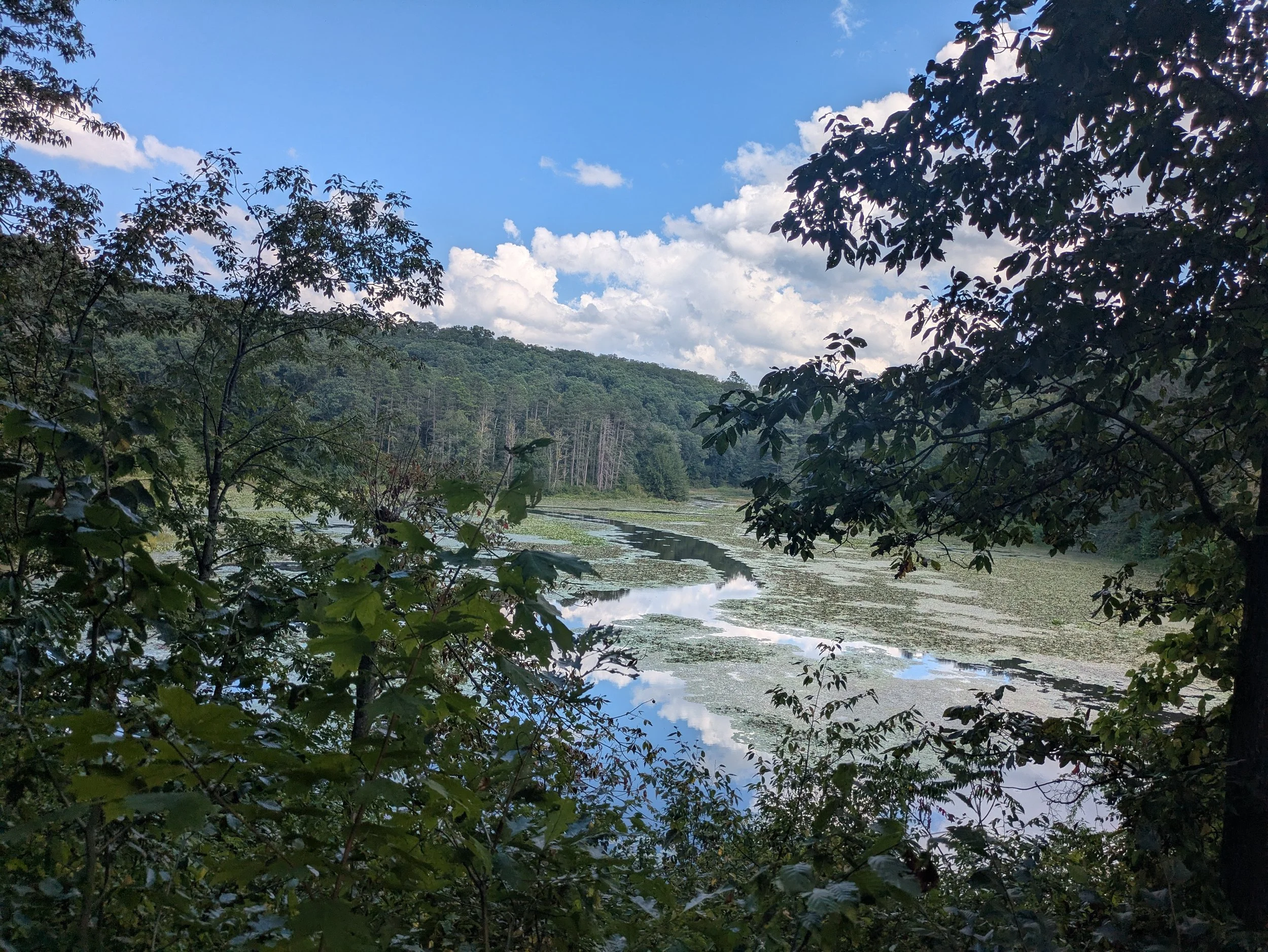 A view of a river or lake surrounded by lush green trees and vegetation under a partly cloudy sky.